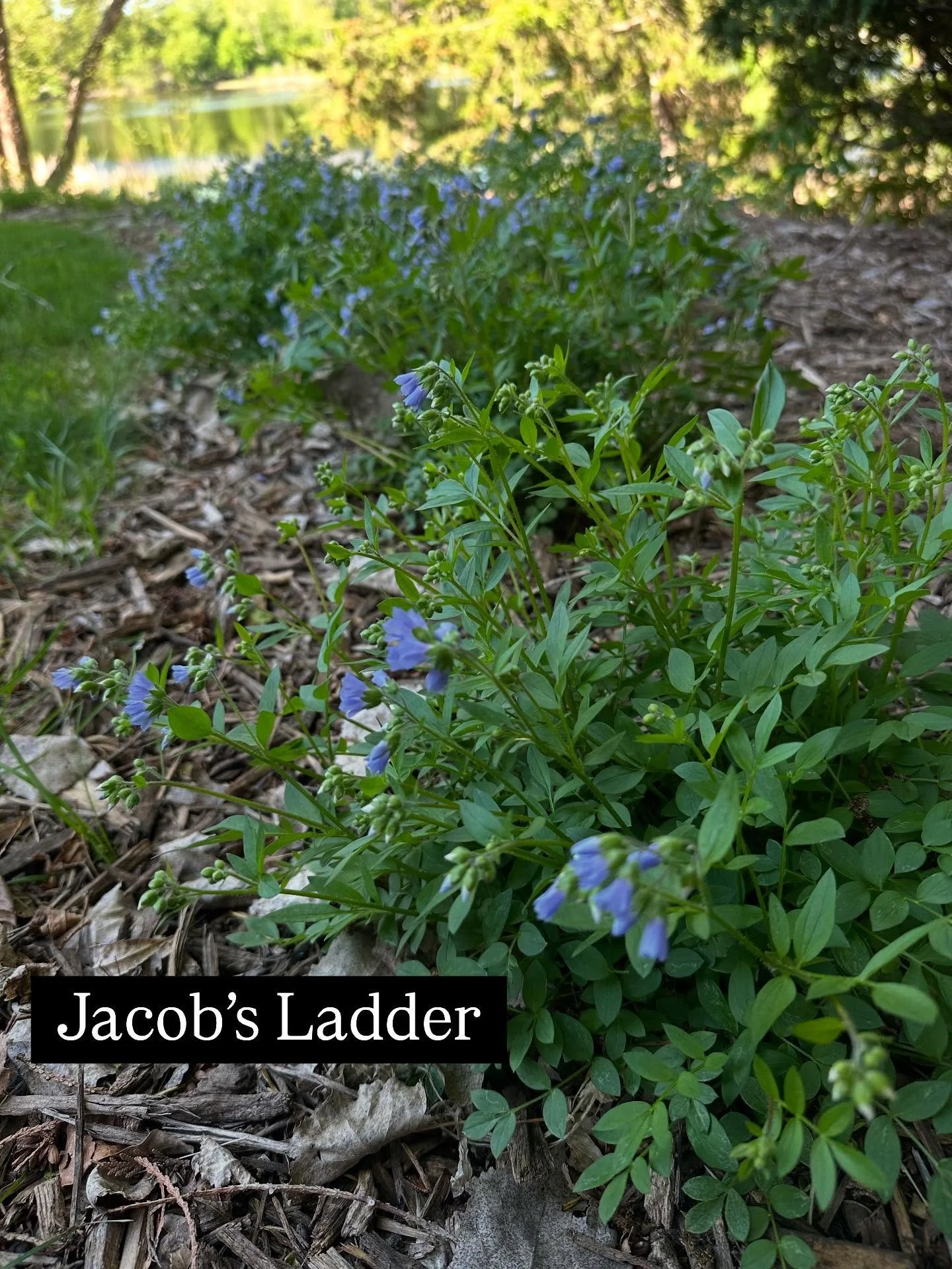 When we plant our native landscapes, we use plugs, which are basically young plants grown in small cells that don&rsquo;t look like much. But don&rsquo;t be misled by their small stature - native plants can grow fast! Check out this handful of spring