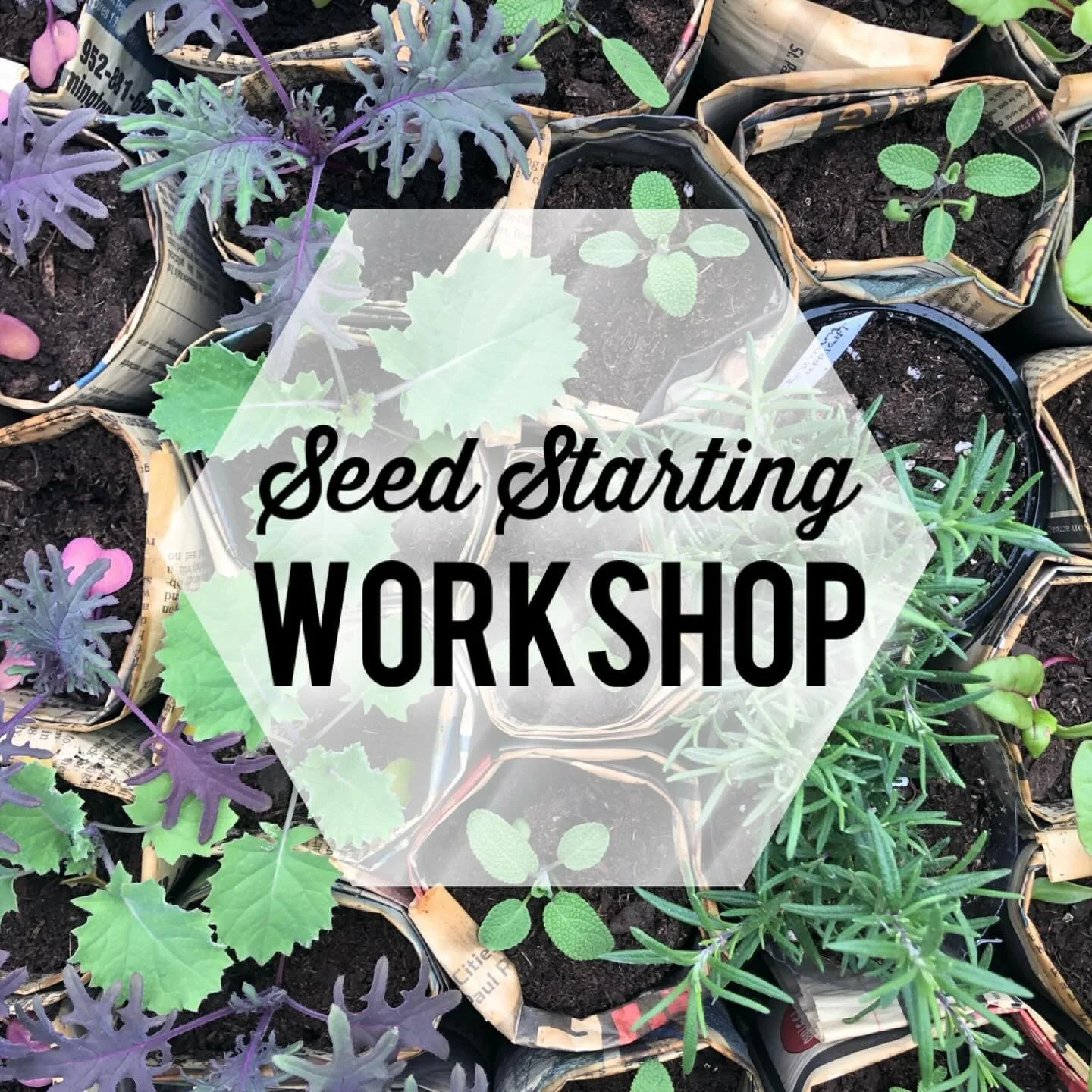Want to be prepared to grow more of your own food this year? Join us for a 𝘩𝘢𝘯𝘥𝘴-𝘰𝘯 seed starting workshop - meaning you will get your hands in the dirt and go home with your own seeded pots! ✨

𝗦𝗲𝗲𝗱 𝗦𝘁𝗮𝗿𝘁𝗶𝗻𝗴 𝗪𝗼𝗿𝗸𝘀𝗵𝗼𝗽
Date: