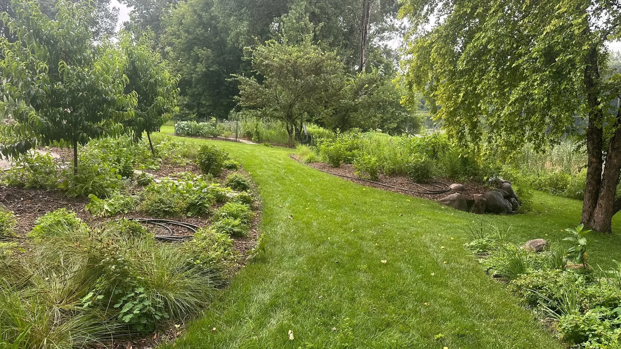 Moving backwards: A native landscape 1 year old....a native landscape being planted with baby plants...a yard being smothered with sheet mulching (which means the sod was never removed!)...a sea of turf grass before all the magic began. All this chan