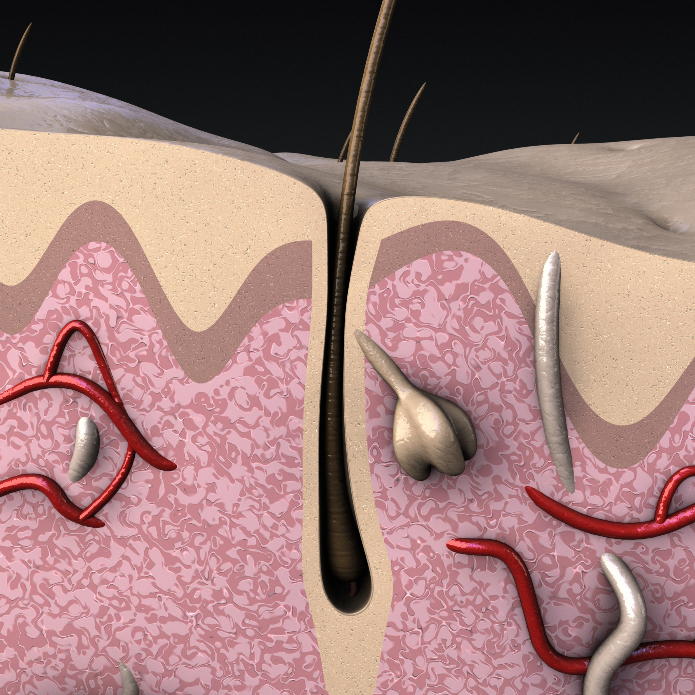 A digital illustration of a cross-section of skin, highlighting a hair follicle with surrounding layers, blood vessels, and nerve endings.