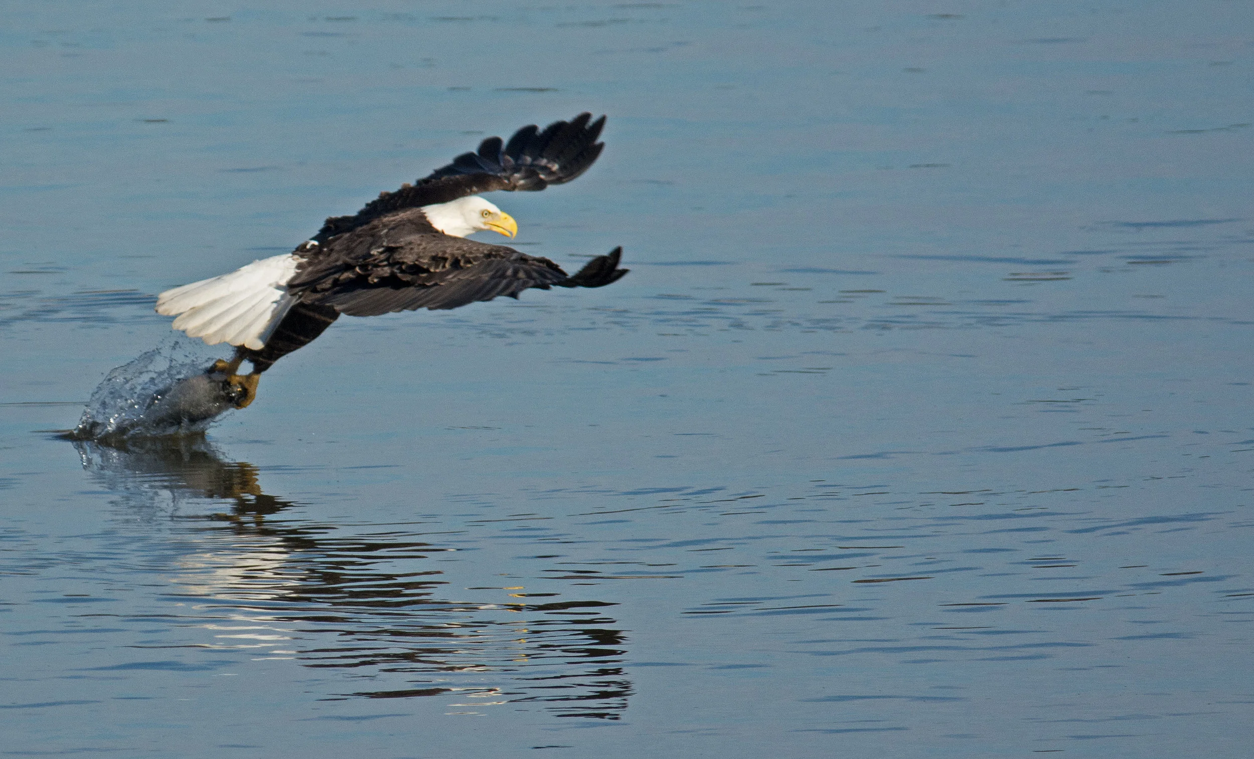 Bald Eagle - Matt Addicks