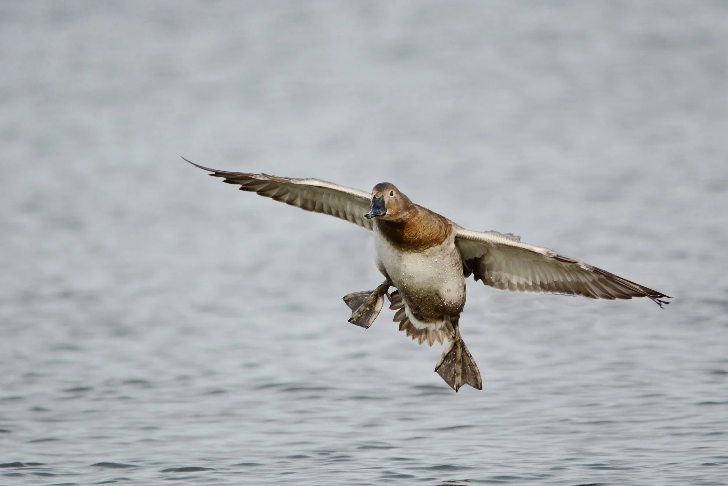 Canvasback - Matt Addicks