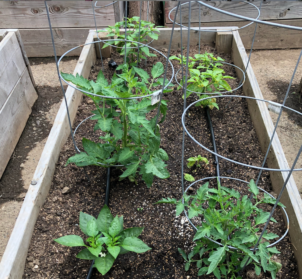 How To Start A Backyard Garden Offerpatch