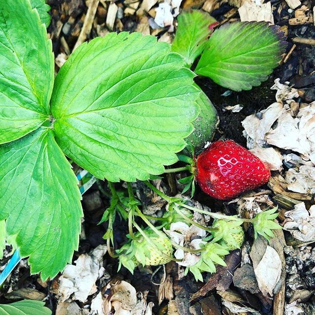 First strawberry of the year. 🍓