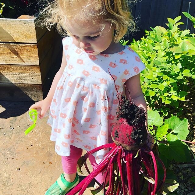 She&rsquo;s not as thrilled as I am about her posing with this massive beet. 🌱