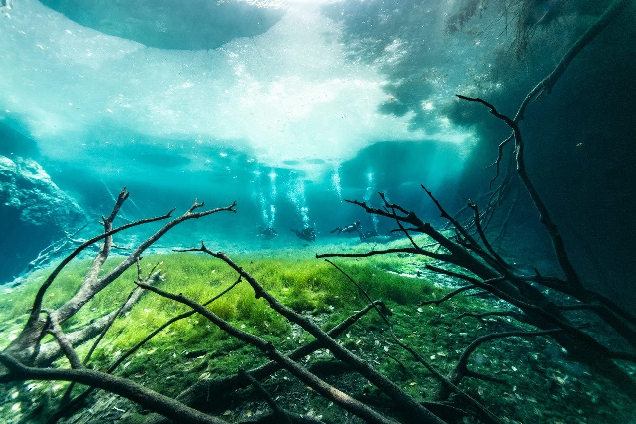 Scuba divers exploring an underwater river or lake with fallen branches and green aquatic plants on the bottom, illuminated by sunlight filtering through the water.