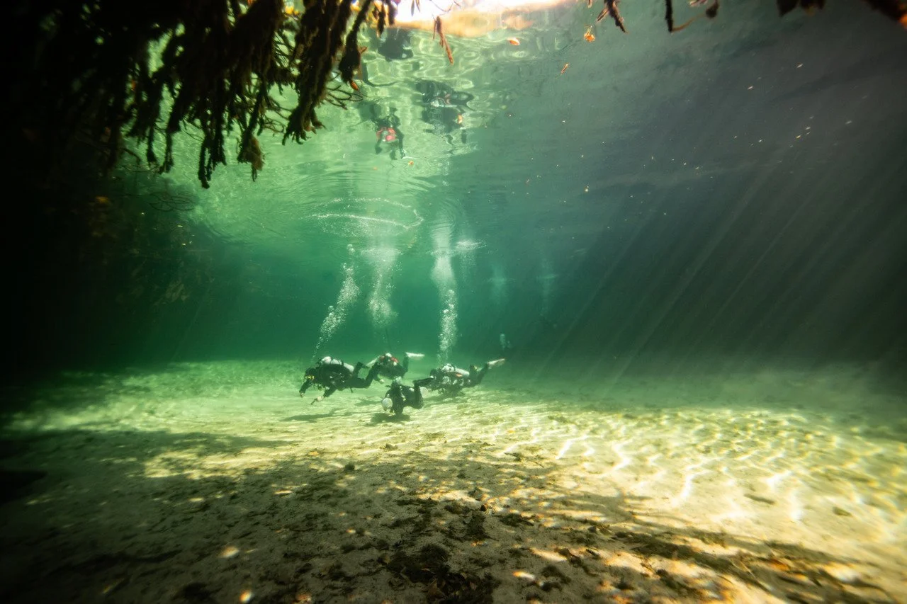 Four scuba divers swimming underwater in a forested river with sunlight filtering through the water.