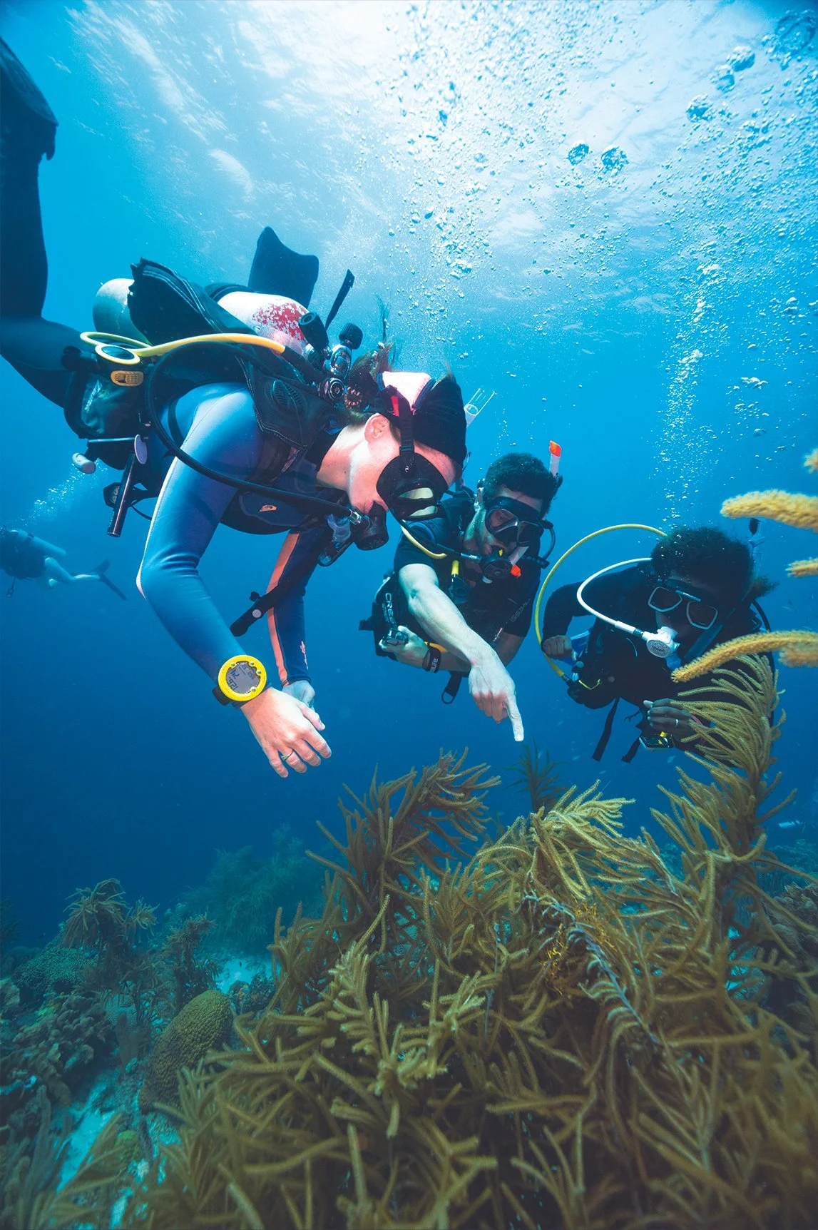 Three people scuba diving underwater near a coral reef, wearing diving gear and masks, and inspecting coral.