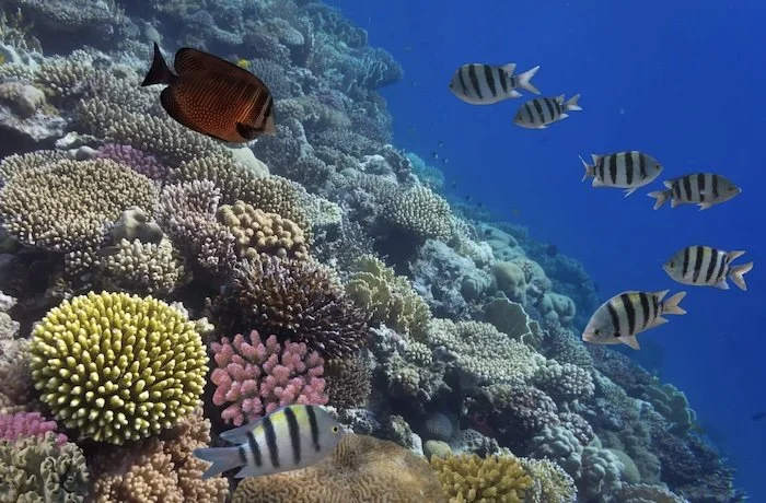 Colorful coral reef with various types of coral and five striped fish swimming around.