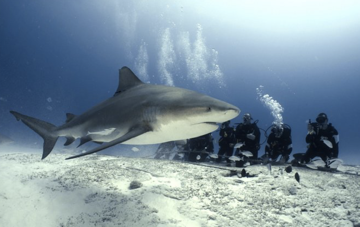 Group of scuba divers underwater with a large shark swimming nearby, sandy ocean floor beneath them.