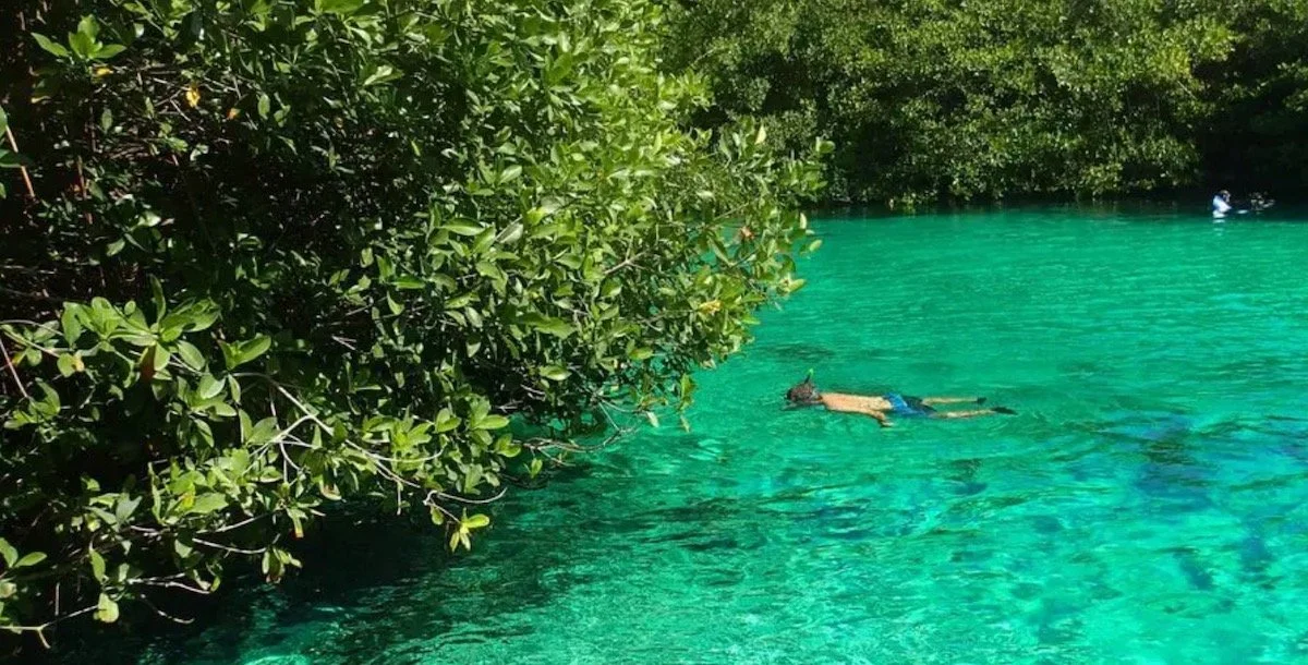 People snorkeling underwater, observing a sea turtle.