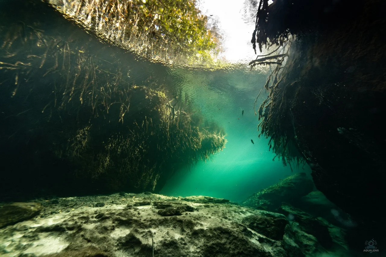 mangrove roots decend into casa cenote and
