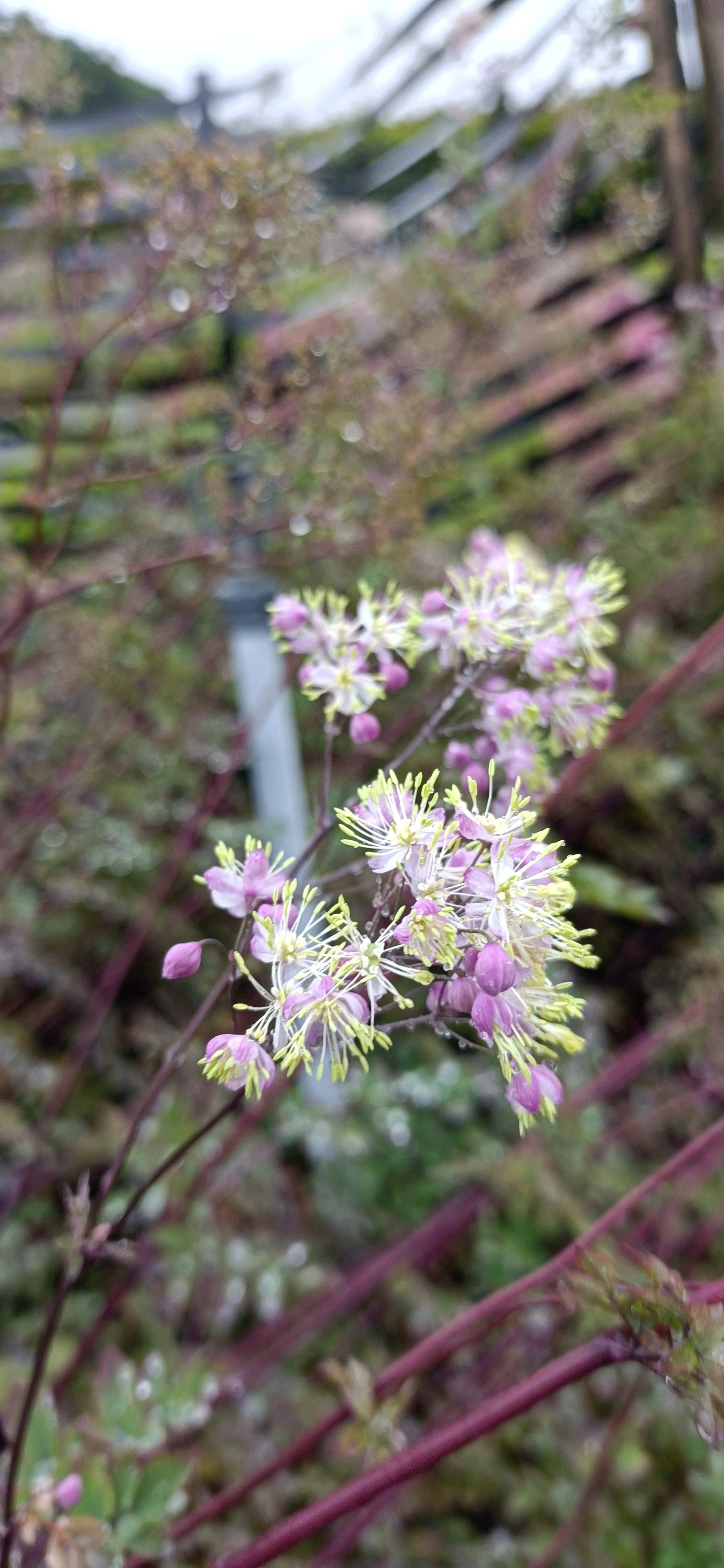 Thalictrum 'Anne' - 3Ltr Pots