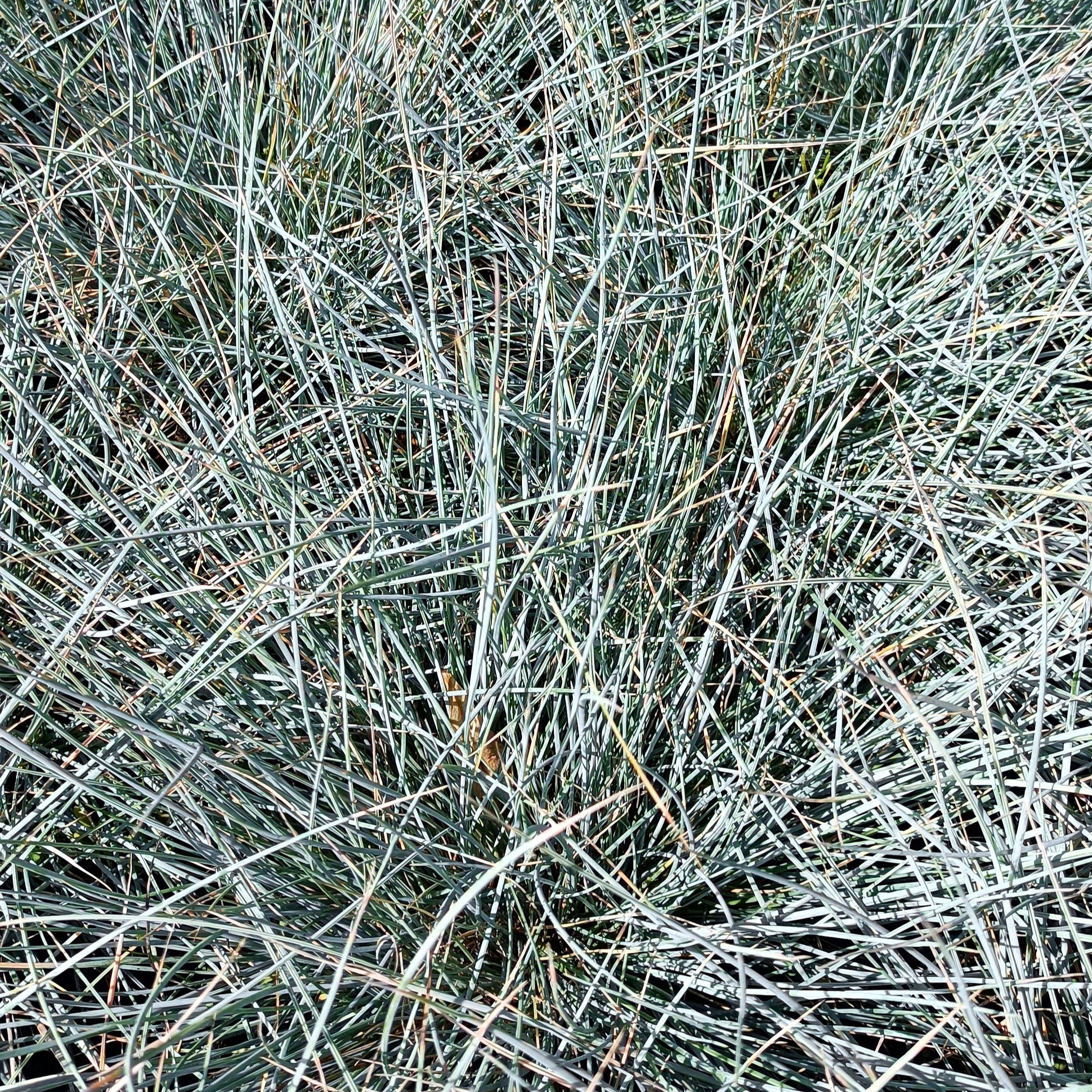 Festuca glauca 'Elijah Blue' ornamental grass