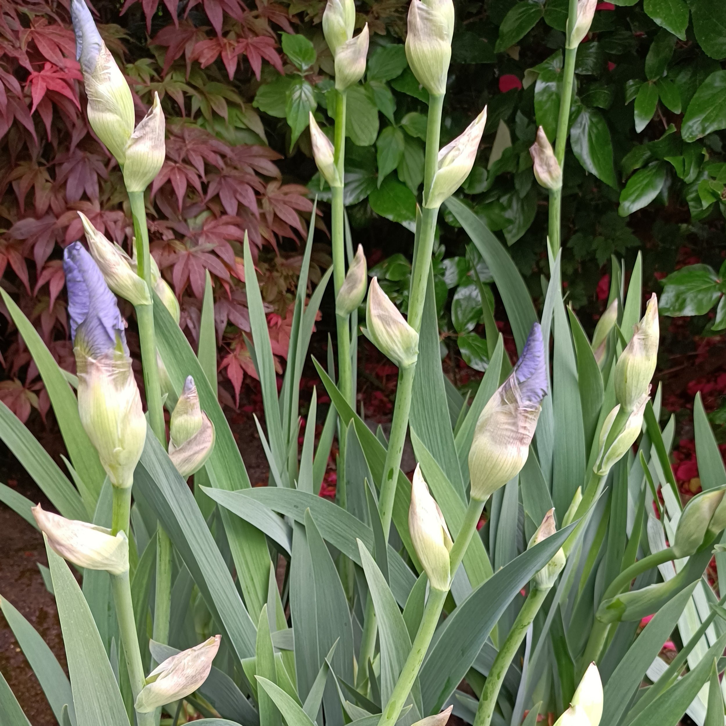 Iris germanica 'Jane Phillips'