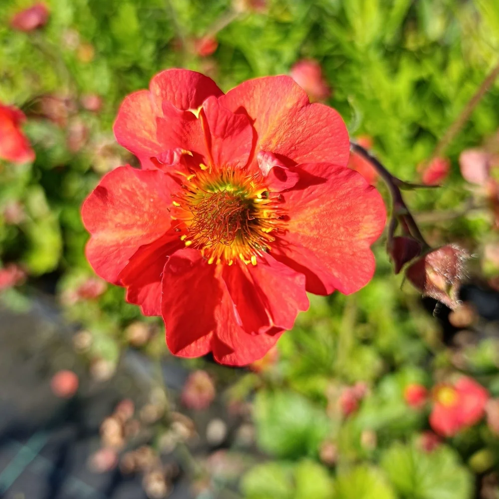 Geum 'Mrs J. Bradshaw'  Plants For Design