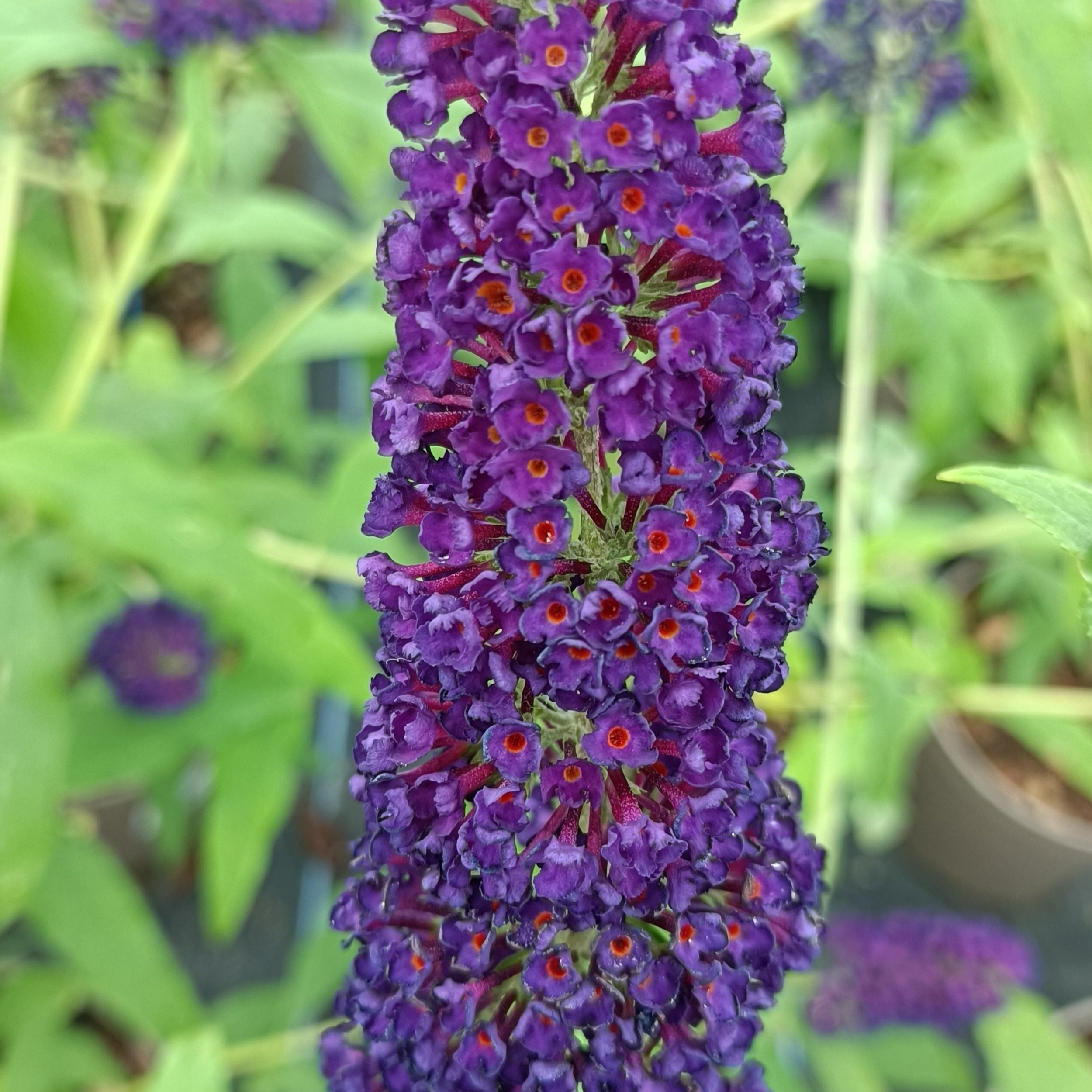 Buddleja davidii 'Black Knight'