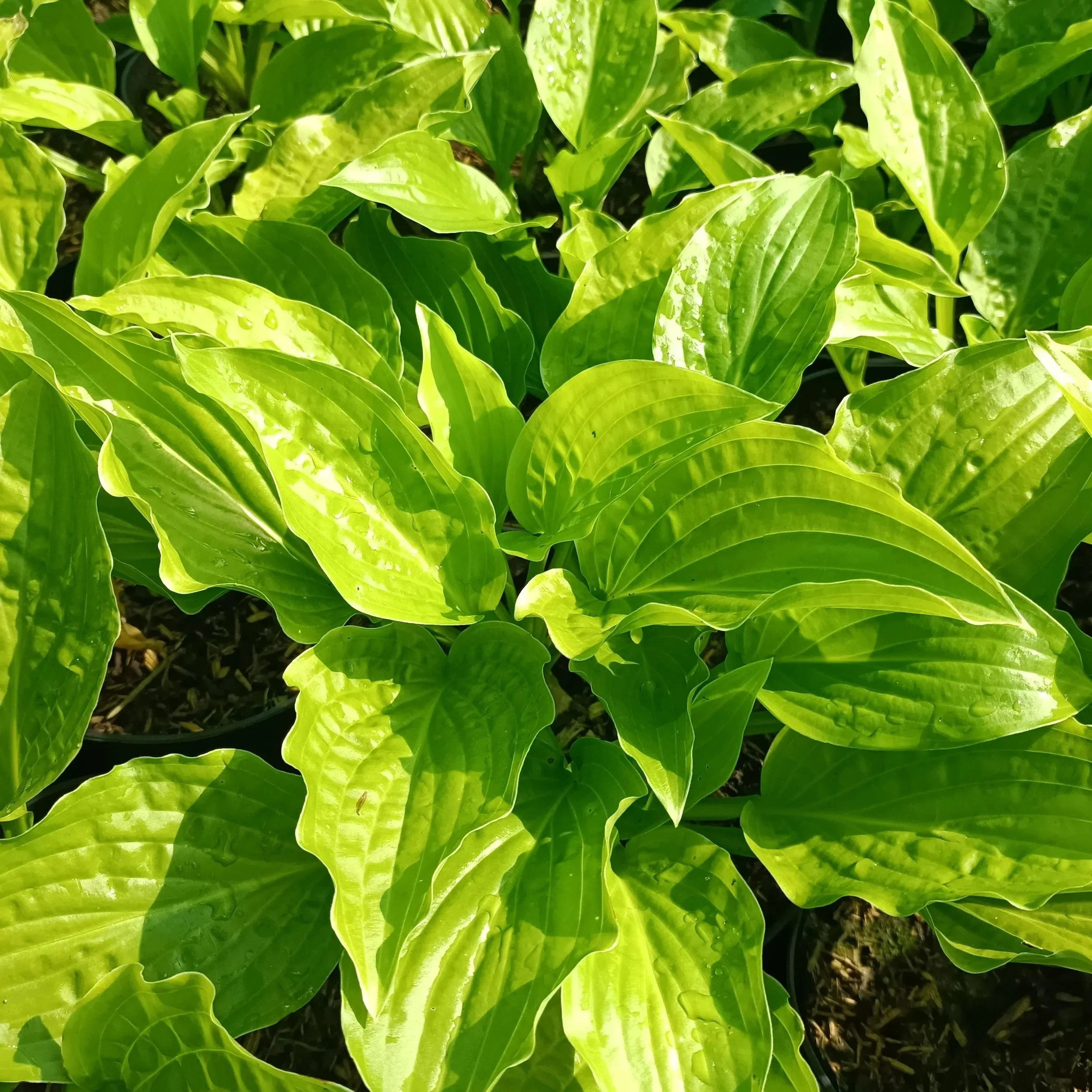 Hosta 'Royal Standard' - 3Ltr Pots