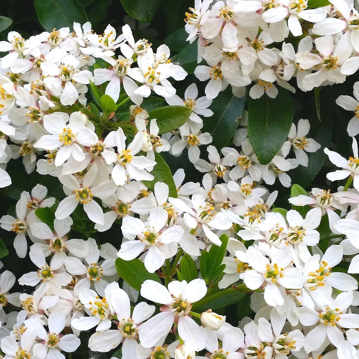 Choisya ternata flowers