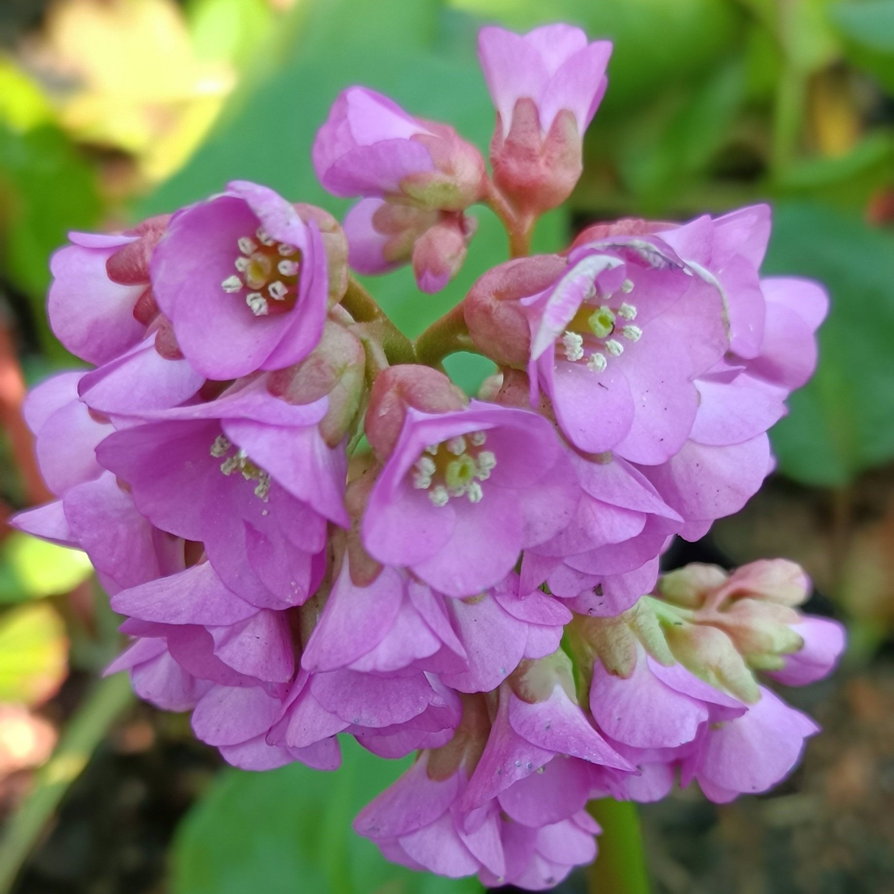 Bergenia cordifolia 'Purpurea' - 3Ltr Pots
