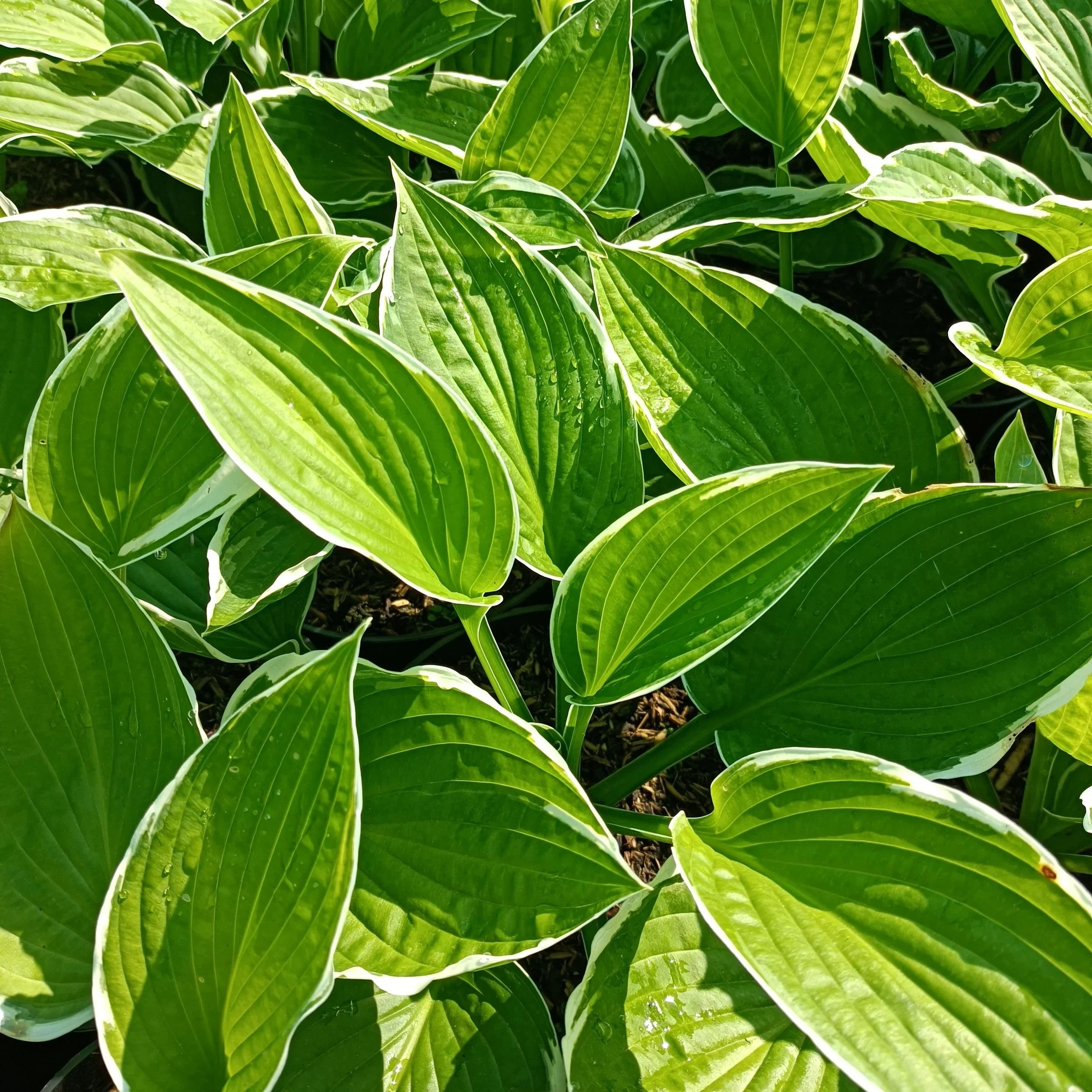 Hosta 'Francee' - 3Ltr Pots