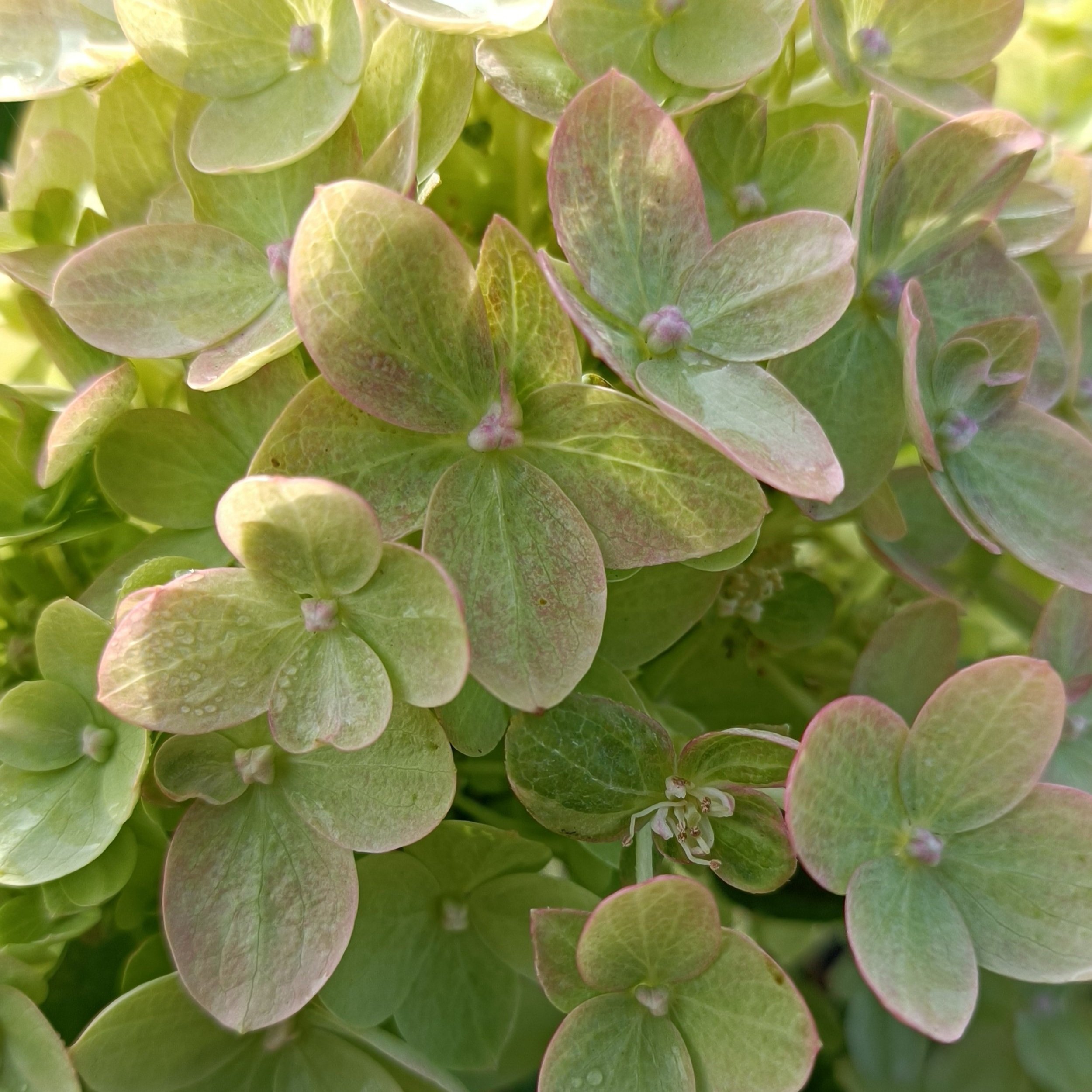 Hydrangea paniculata 'Little Lime'