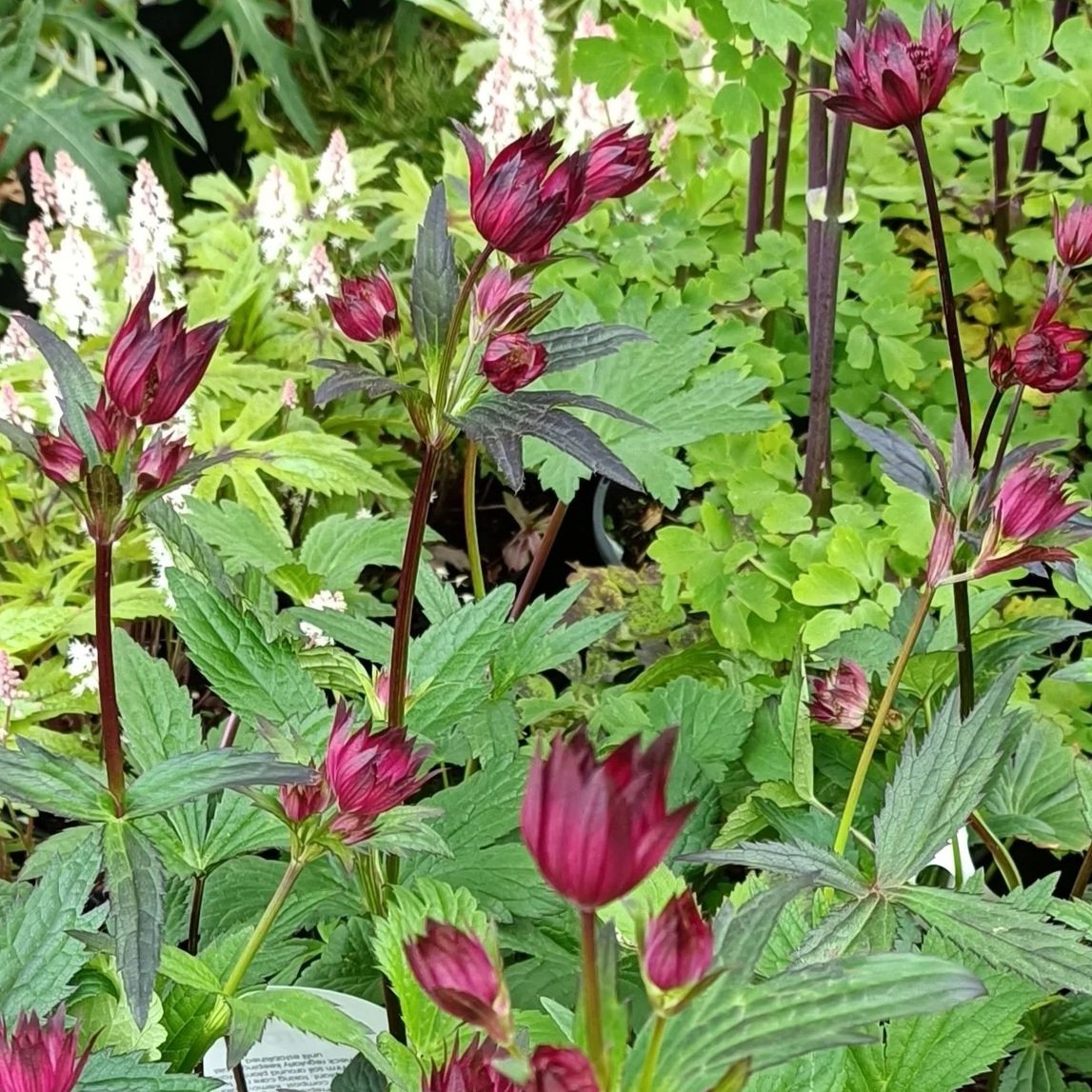 Astrantia Hadspen Blood - 3Ltr Pots