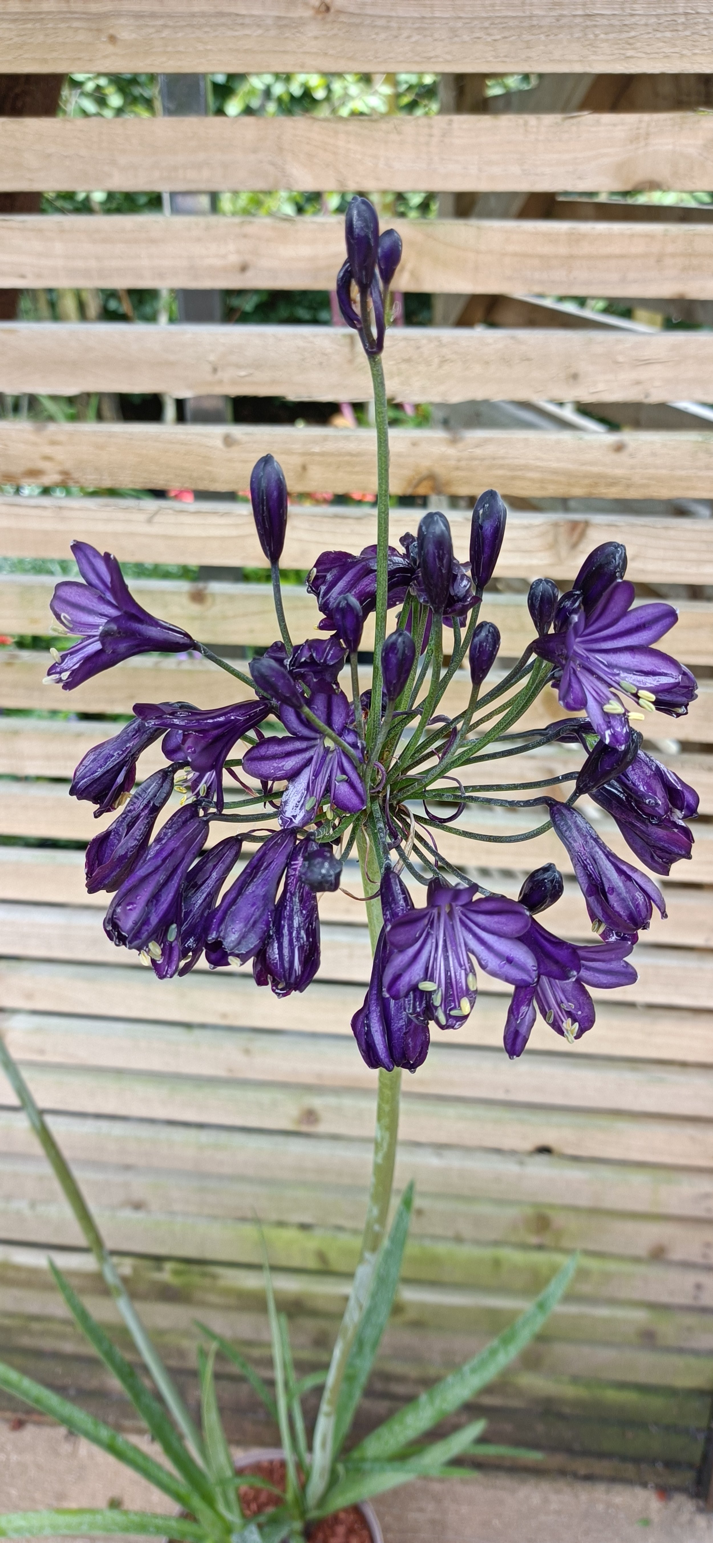 Agapanthus 'Black Magic' - 3Ltr Pots