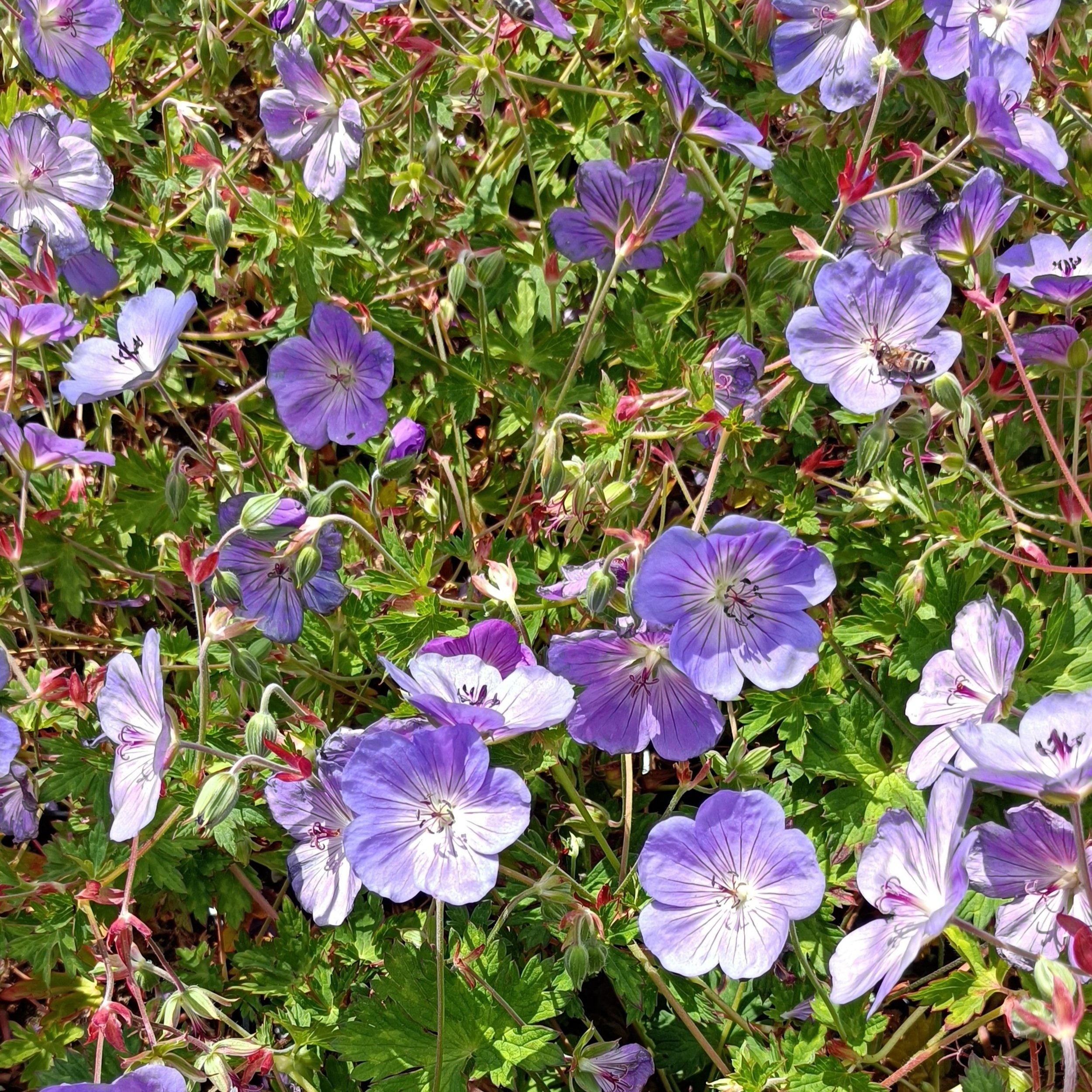 Geranium Rozanne