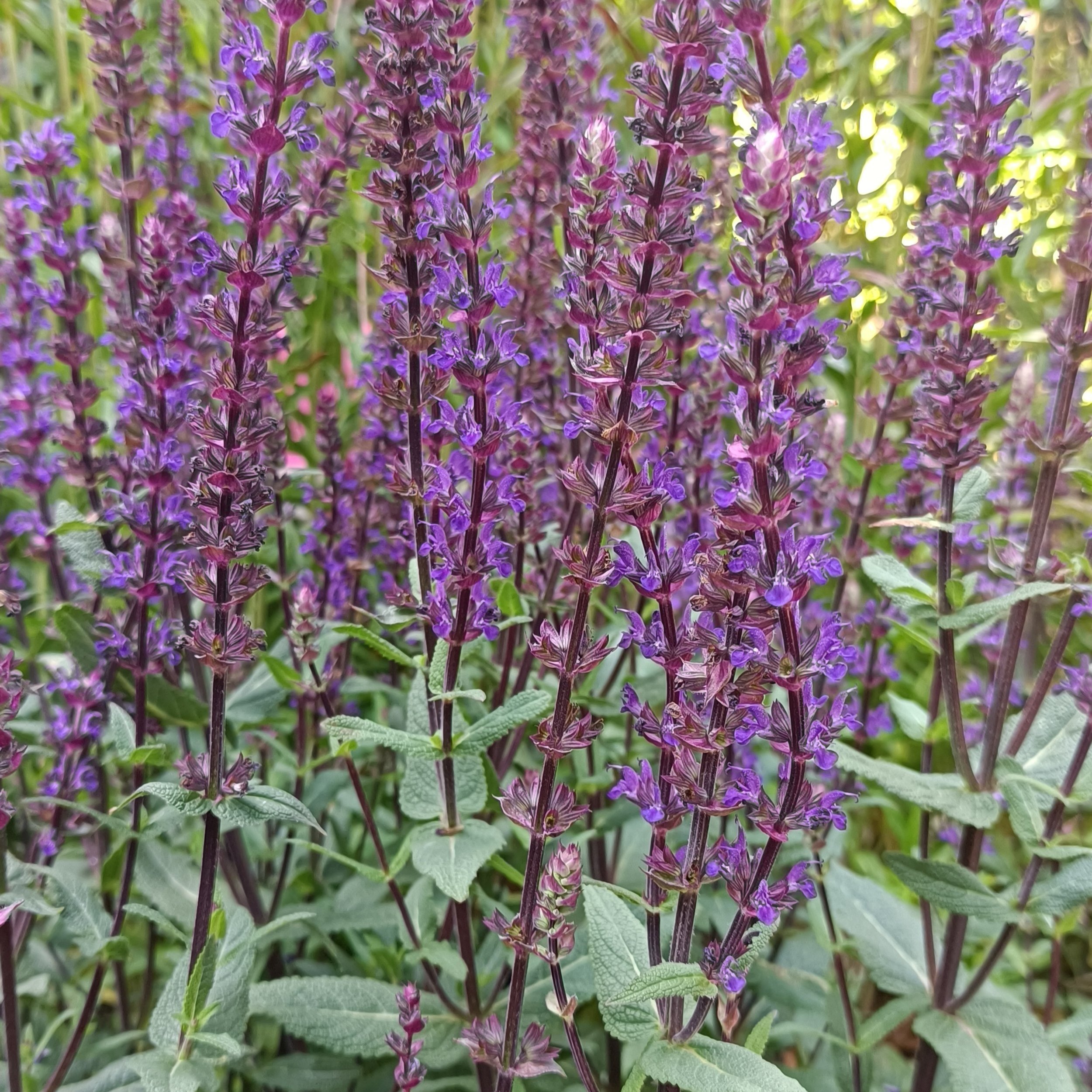 Salvia nemorosa 'Caradonna'