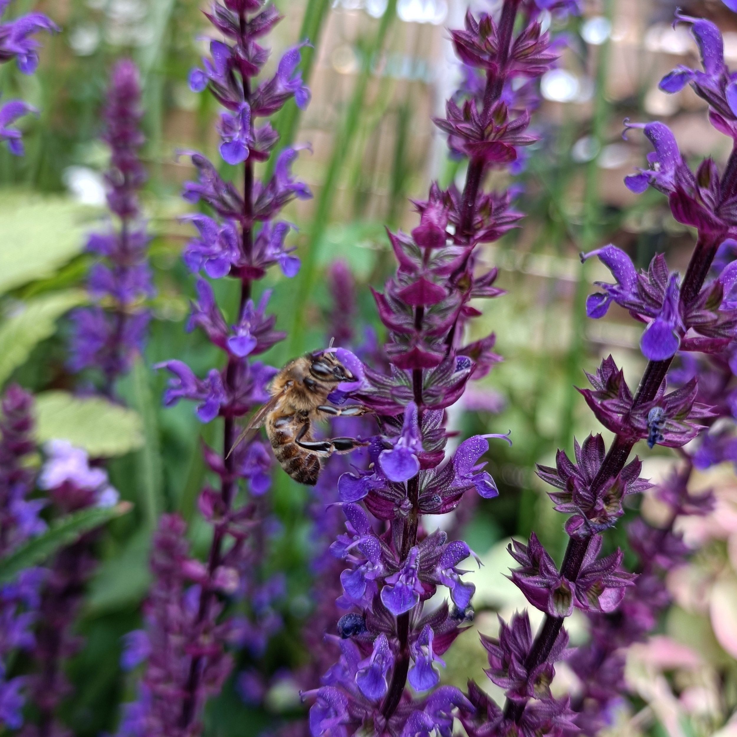 Salvia nemorosa 'Caradonna' - 2Ltr pots