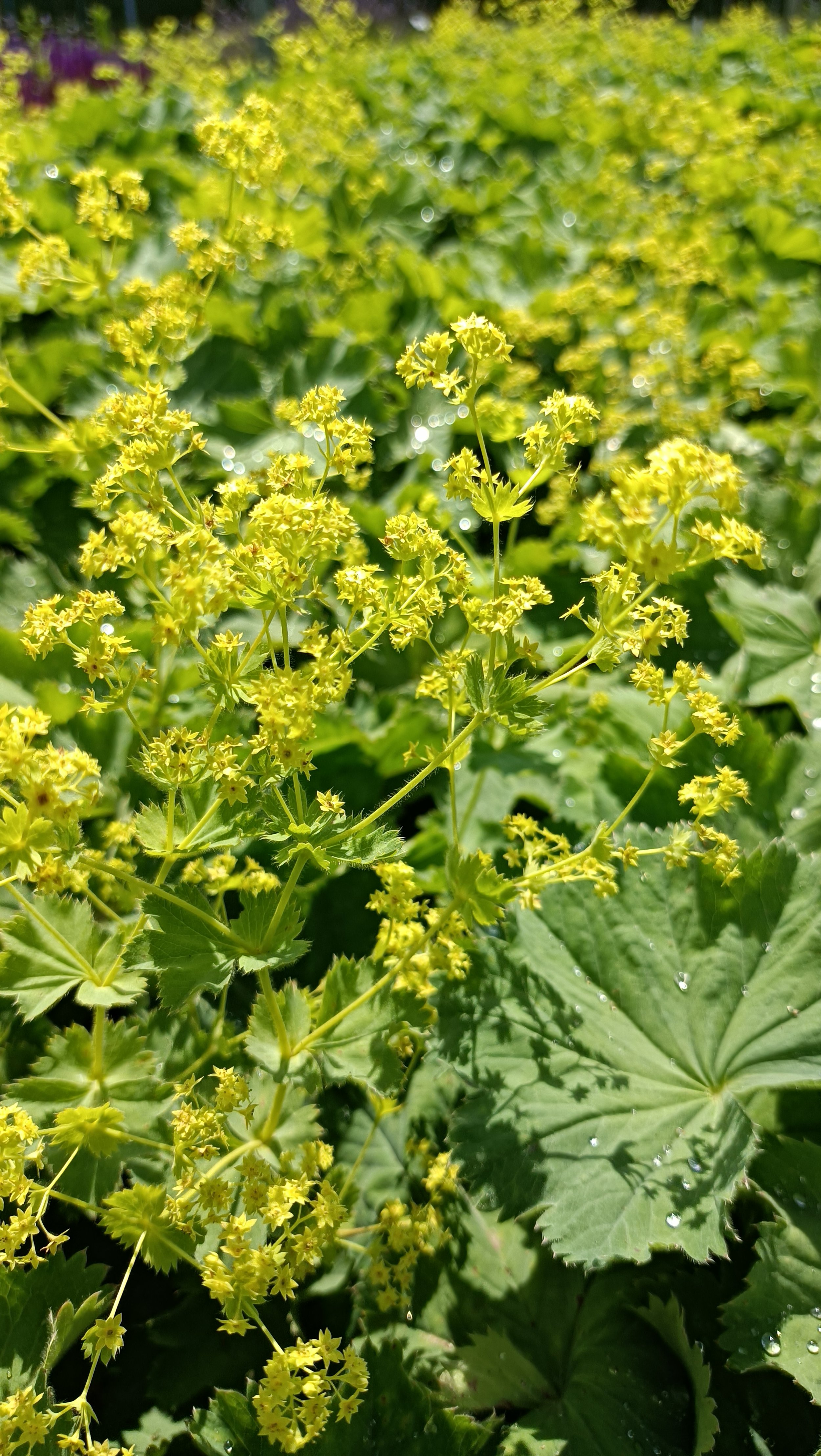 Alchemilla mollis - 2Ltr pots