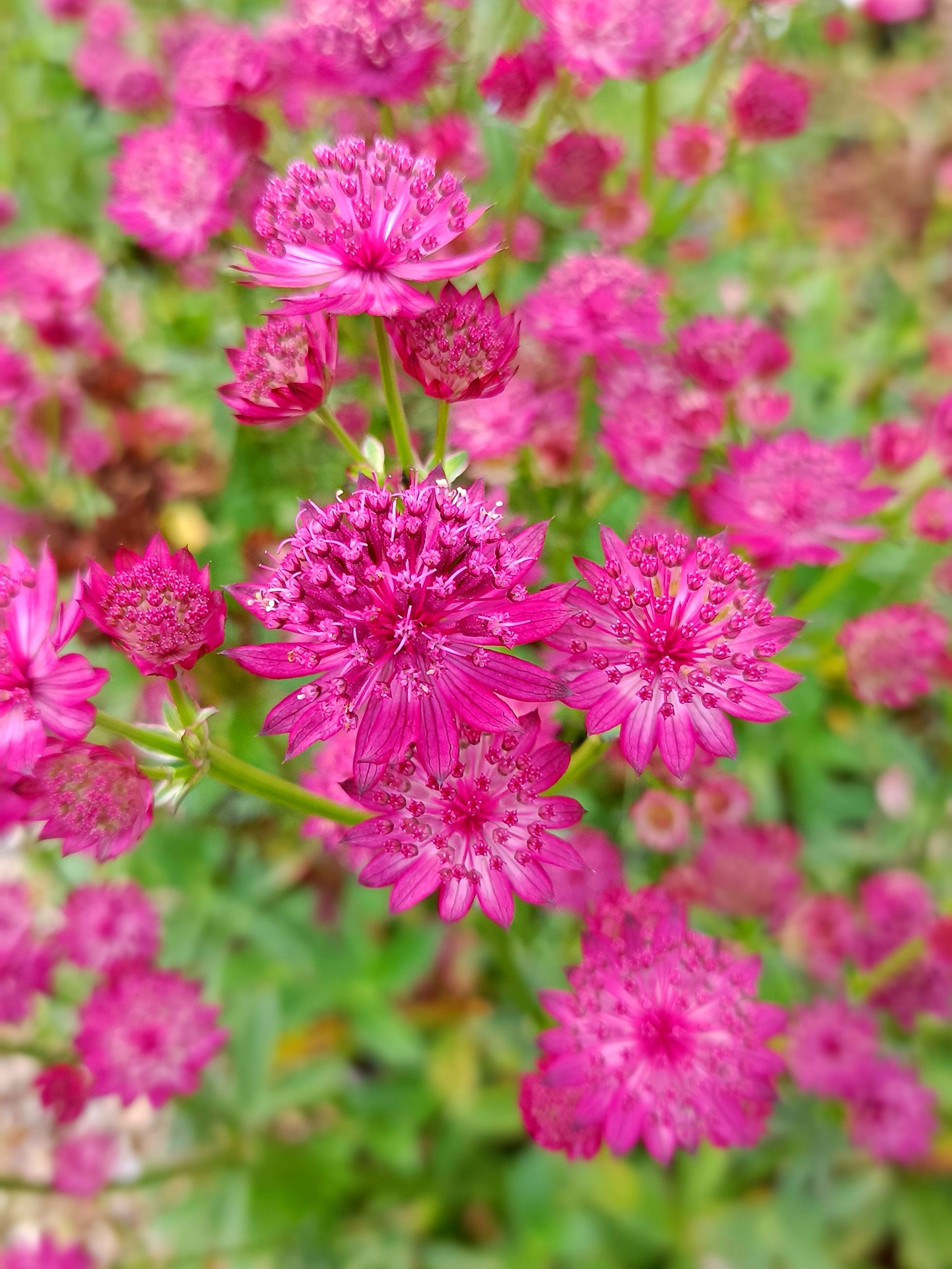 Astrantia major 'Venice' - 2Ltr pots