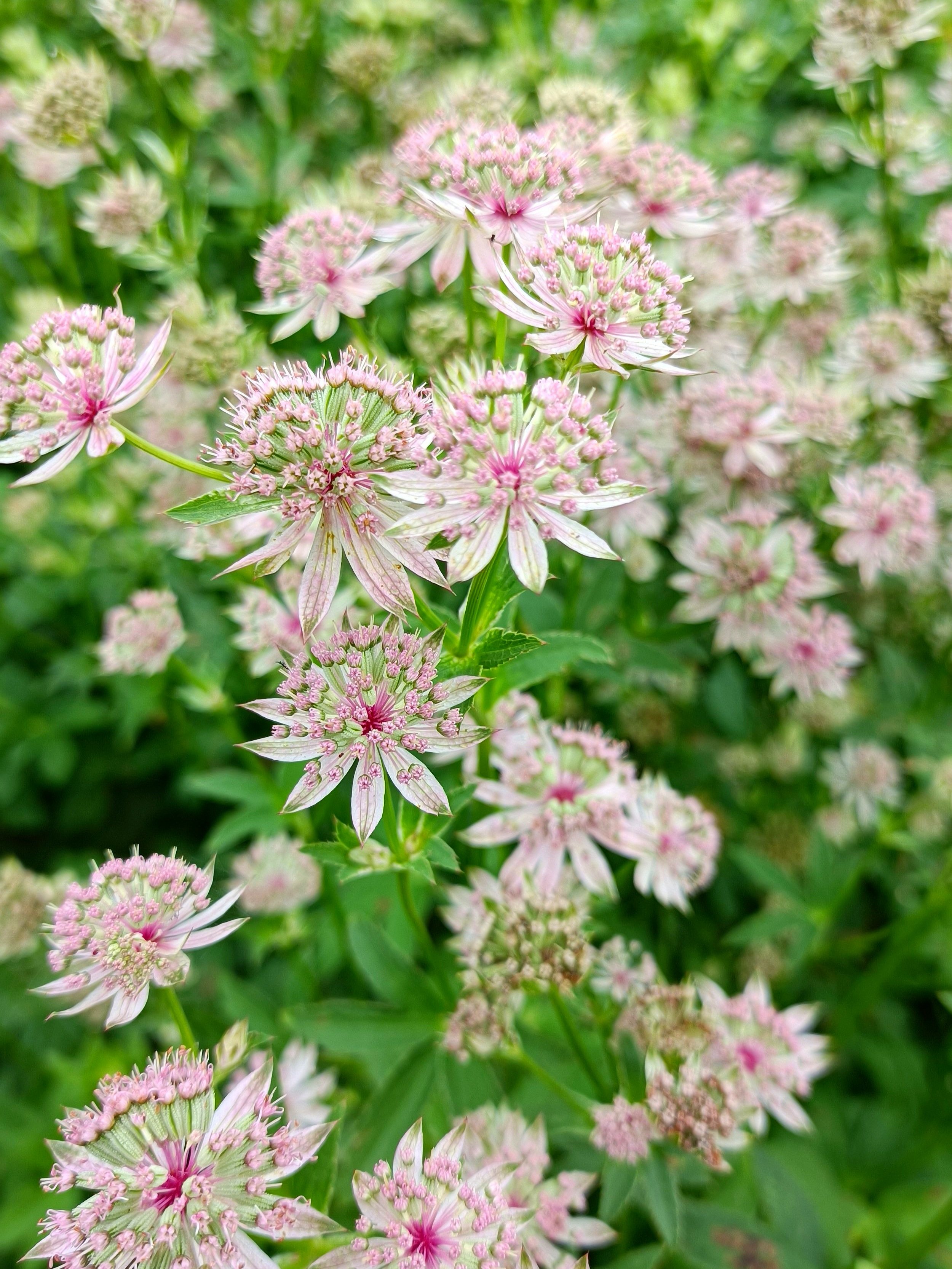 Astrantia major 'Florence' - 3Ltr pots