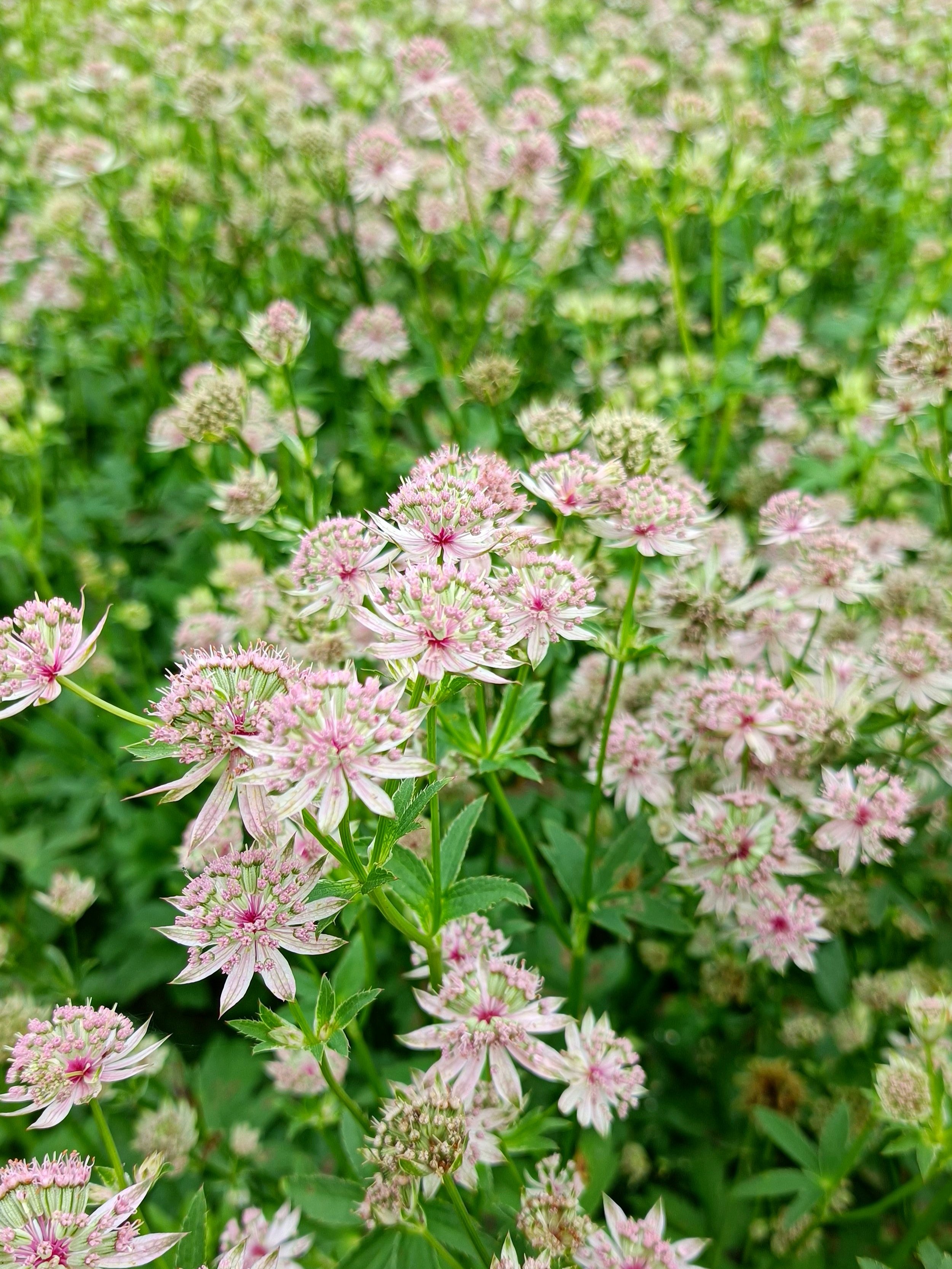 Astrantia major 'Florence' herbaceous perennial