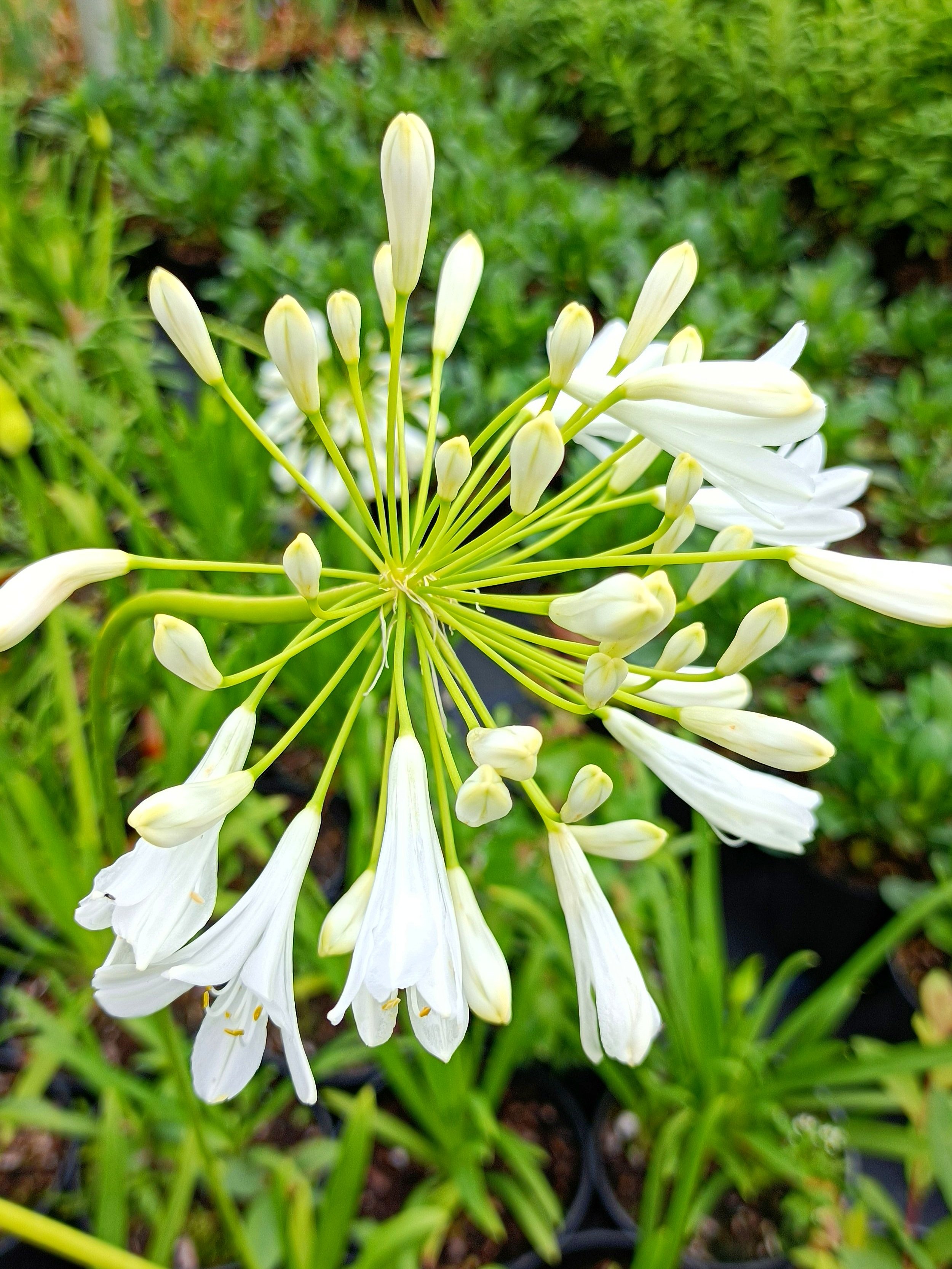 Agapanthus 'Snow Crystal' - 3Ltr pots