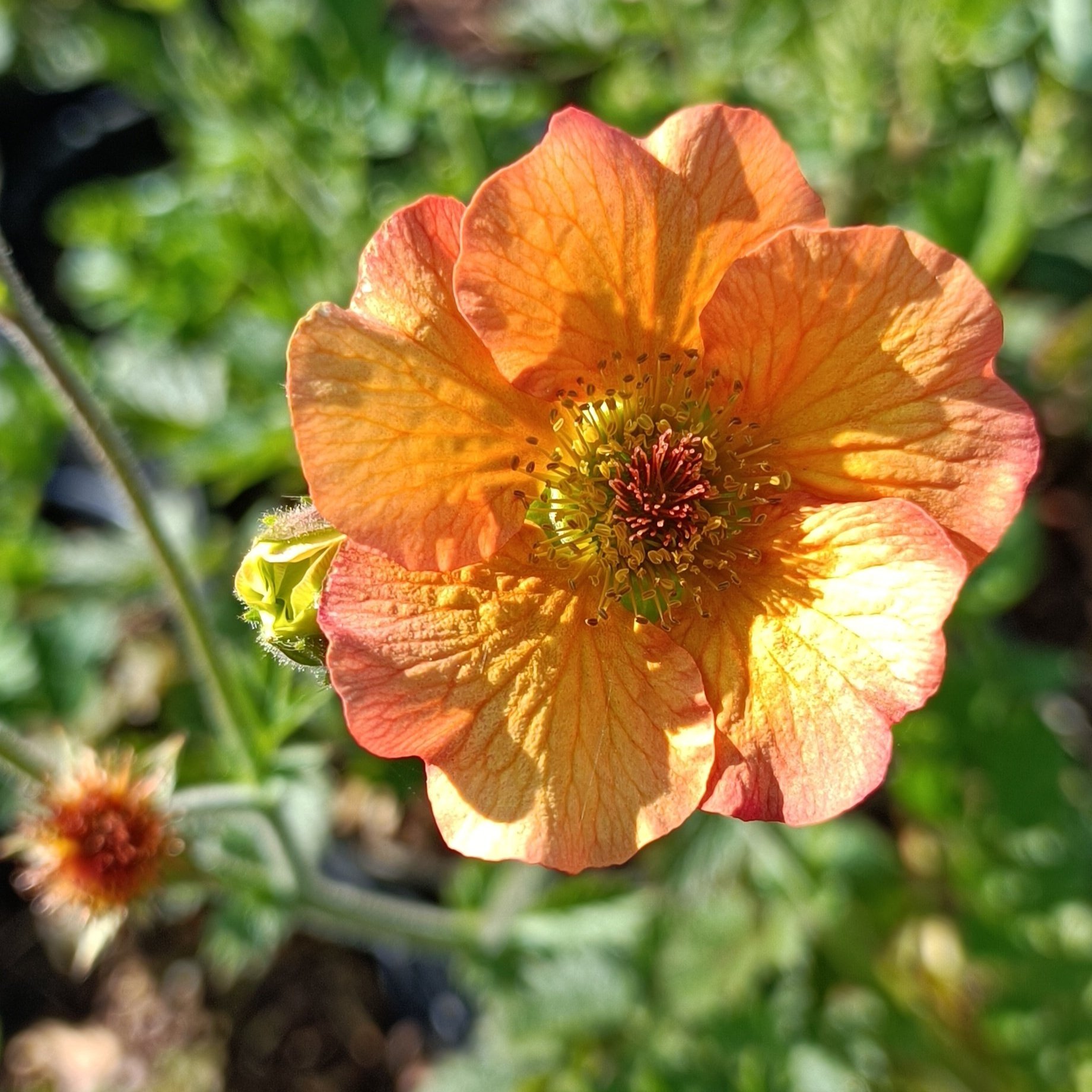 Geum 'Totally Tangerine' - 2Ltr Pots