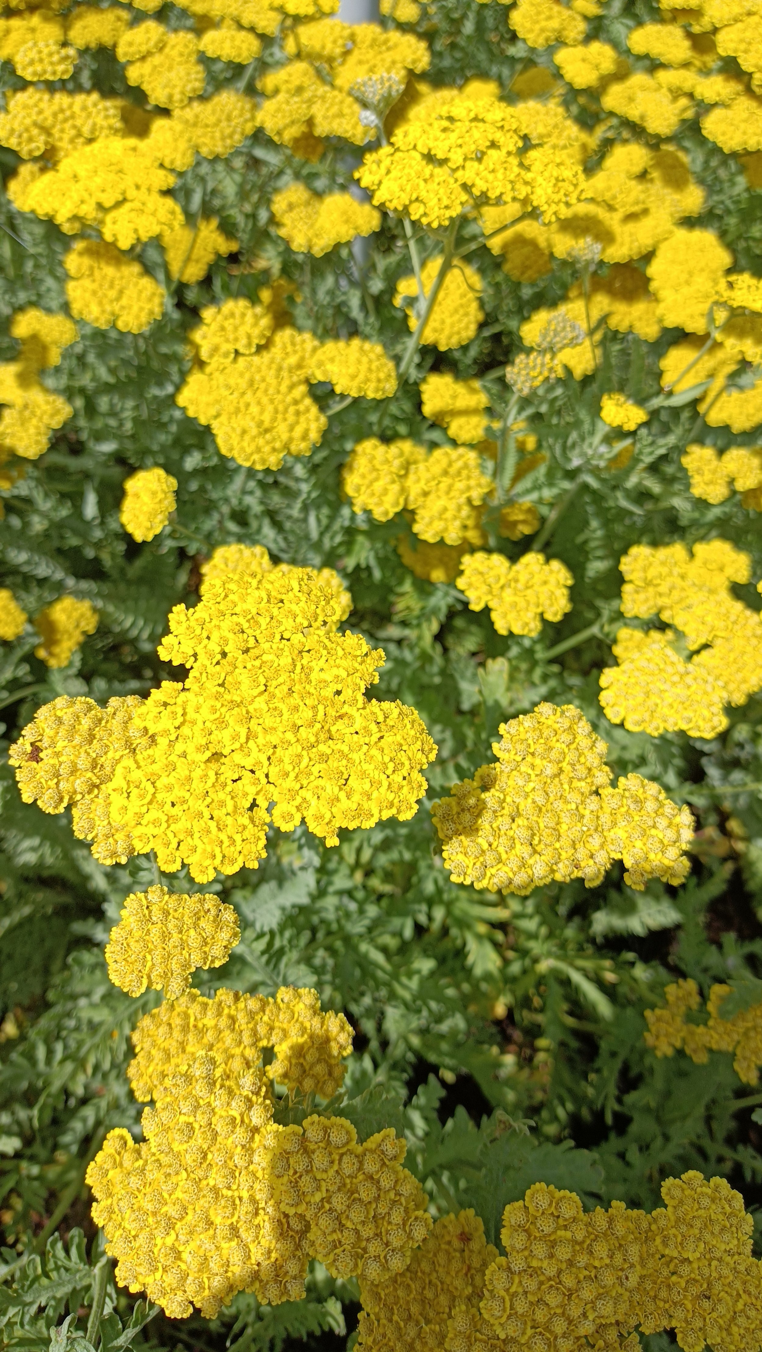 Achillea 'Moonshine' - 3Ltr Pots