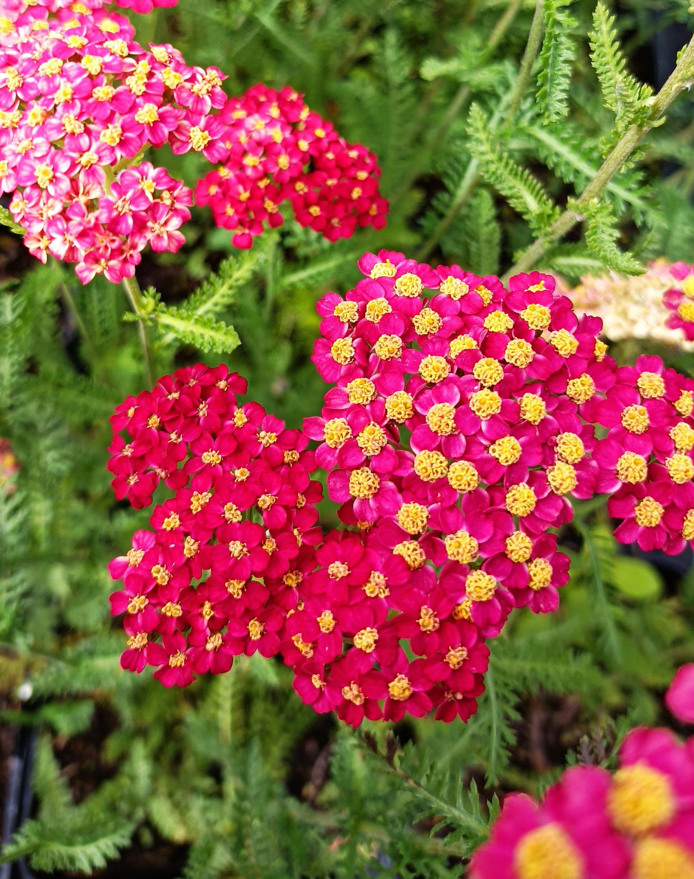 Achillea millefolium 'Fanal' - 2Ltr Pots