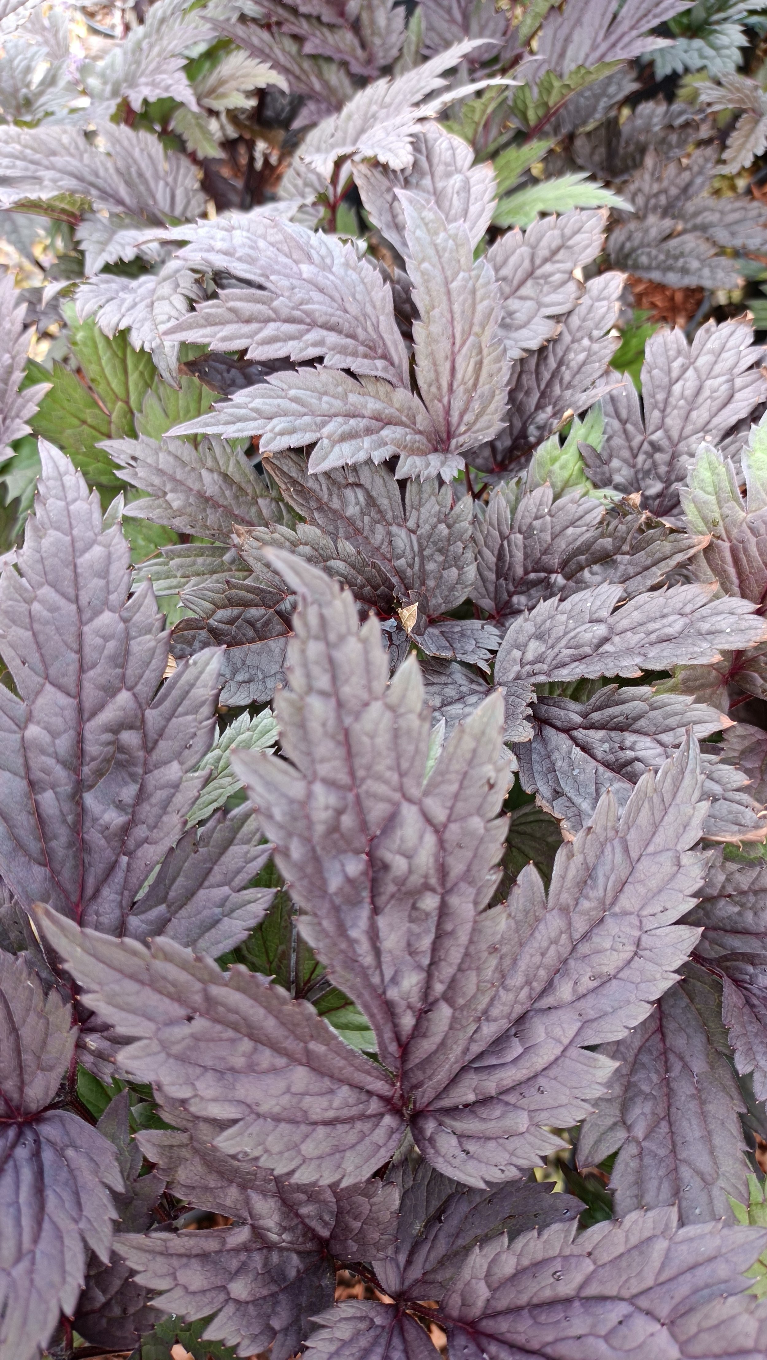 Actaea simplex 'Chocoholic' - 3Ltr Pots