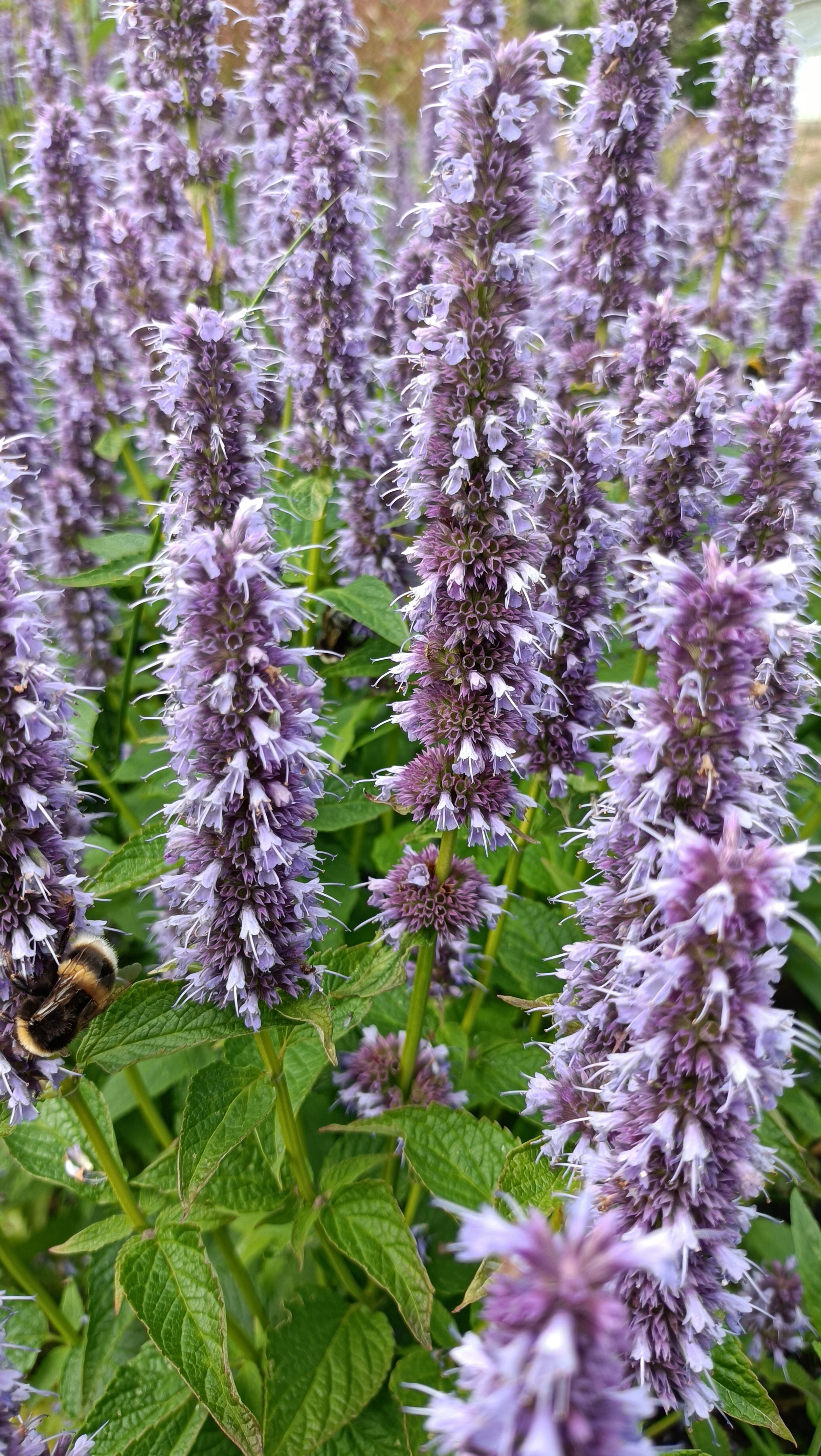 Agastache 'Blue Fortune' - 3Ltr Pots
