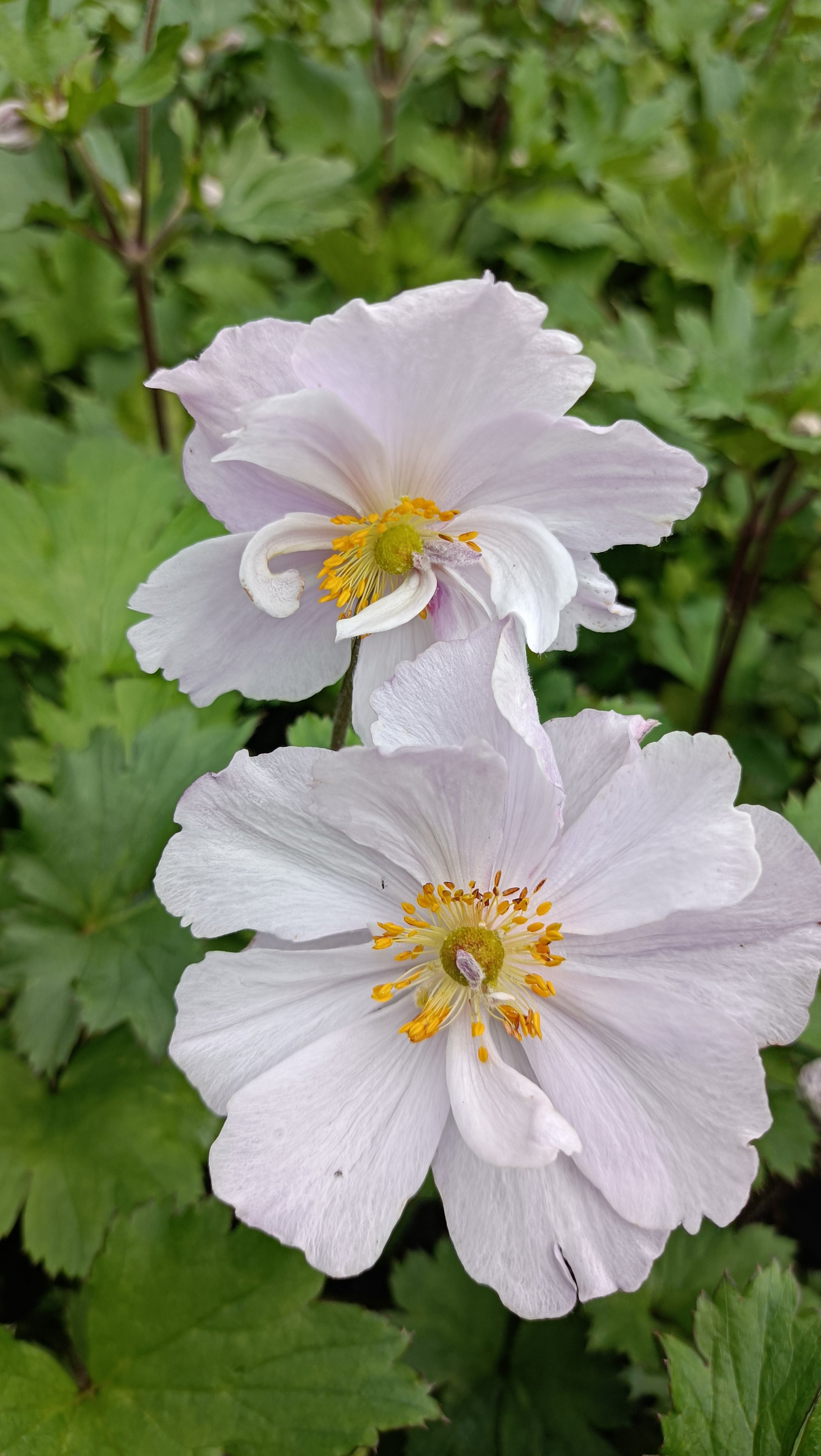 Anemone 'Dreaming Swan' - 3Ltr Pots