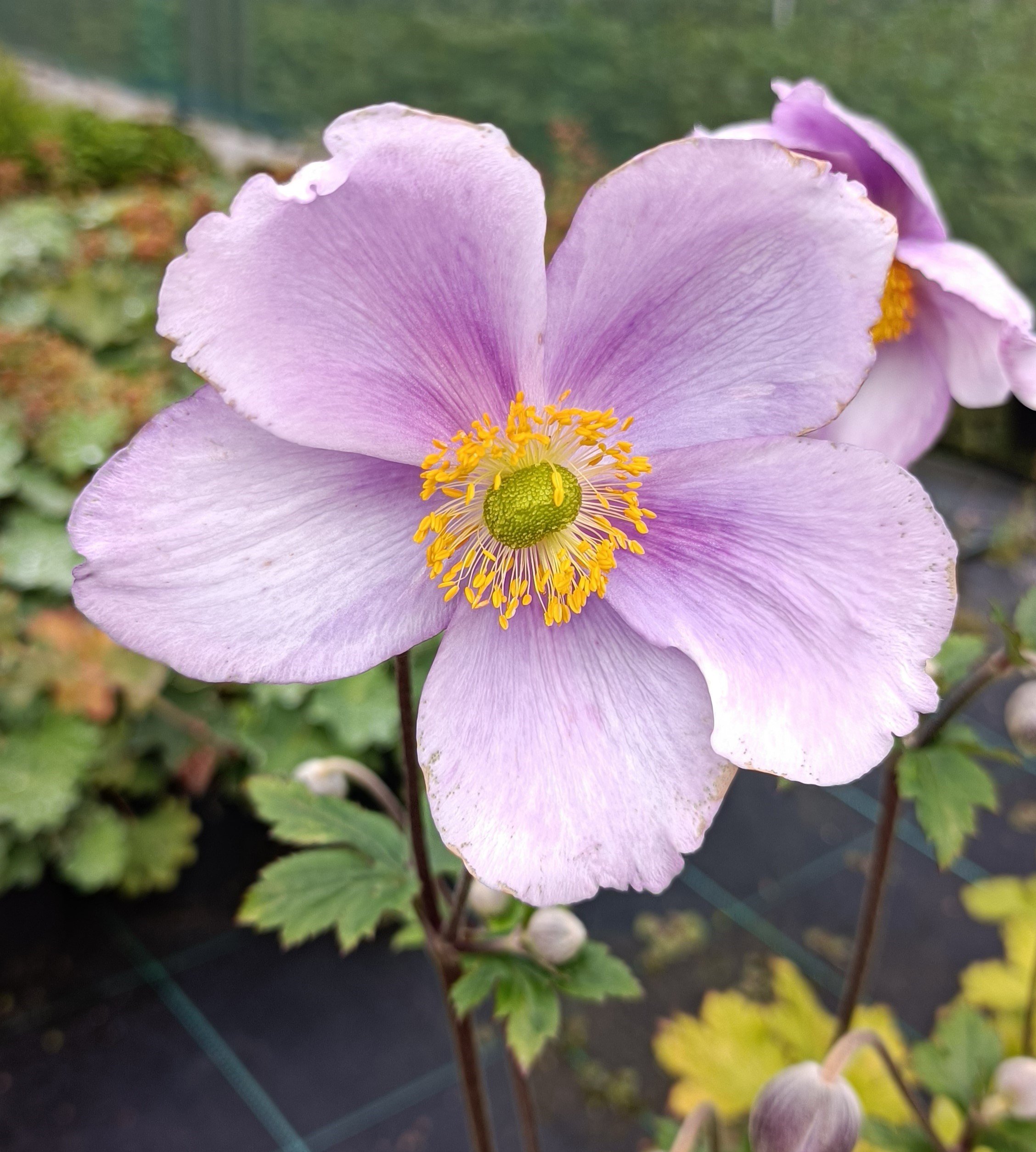Anemone 'Regal Swan'