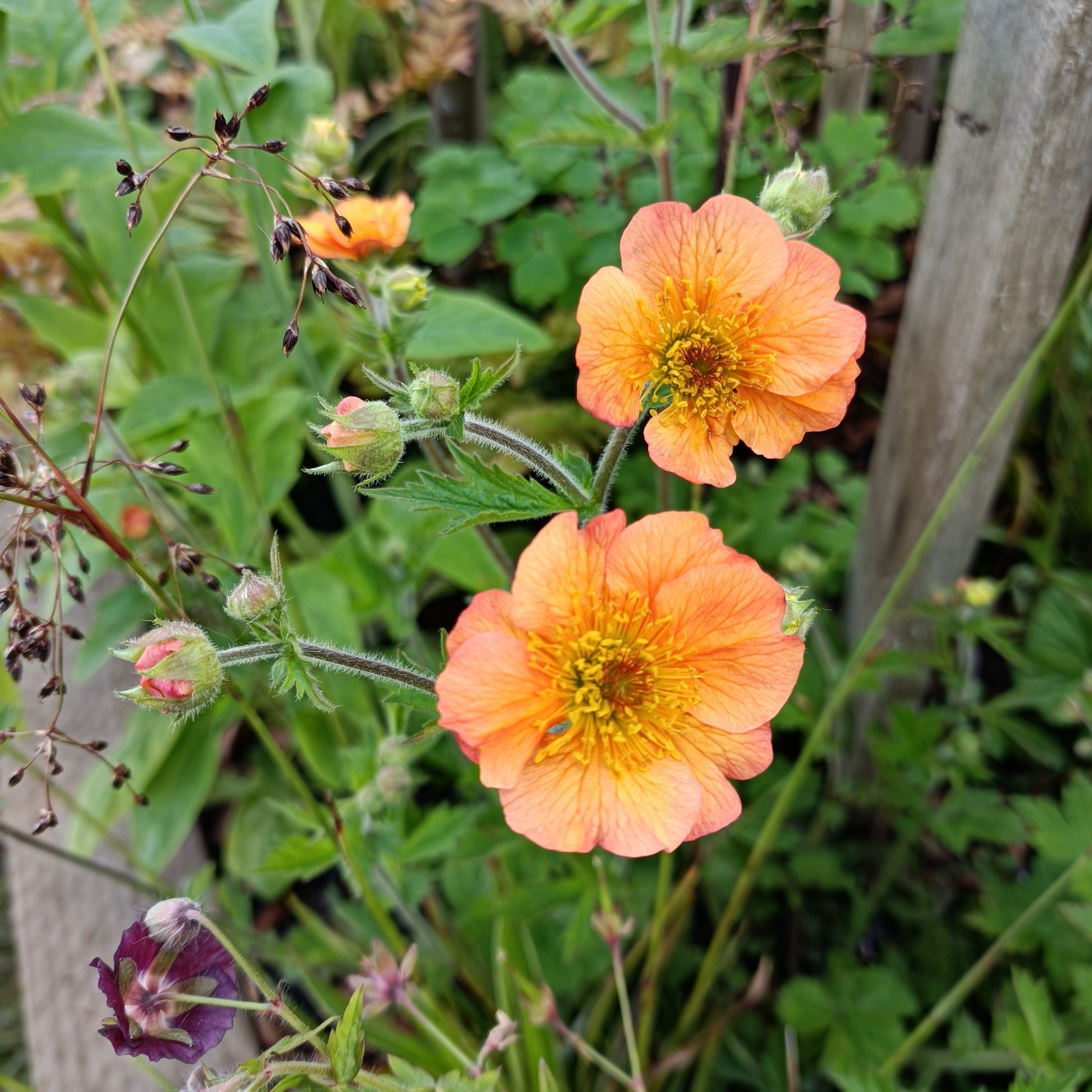 Geum 'Totally Tangerine'