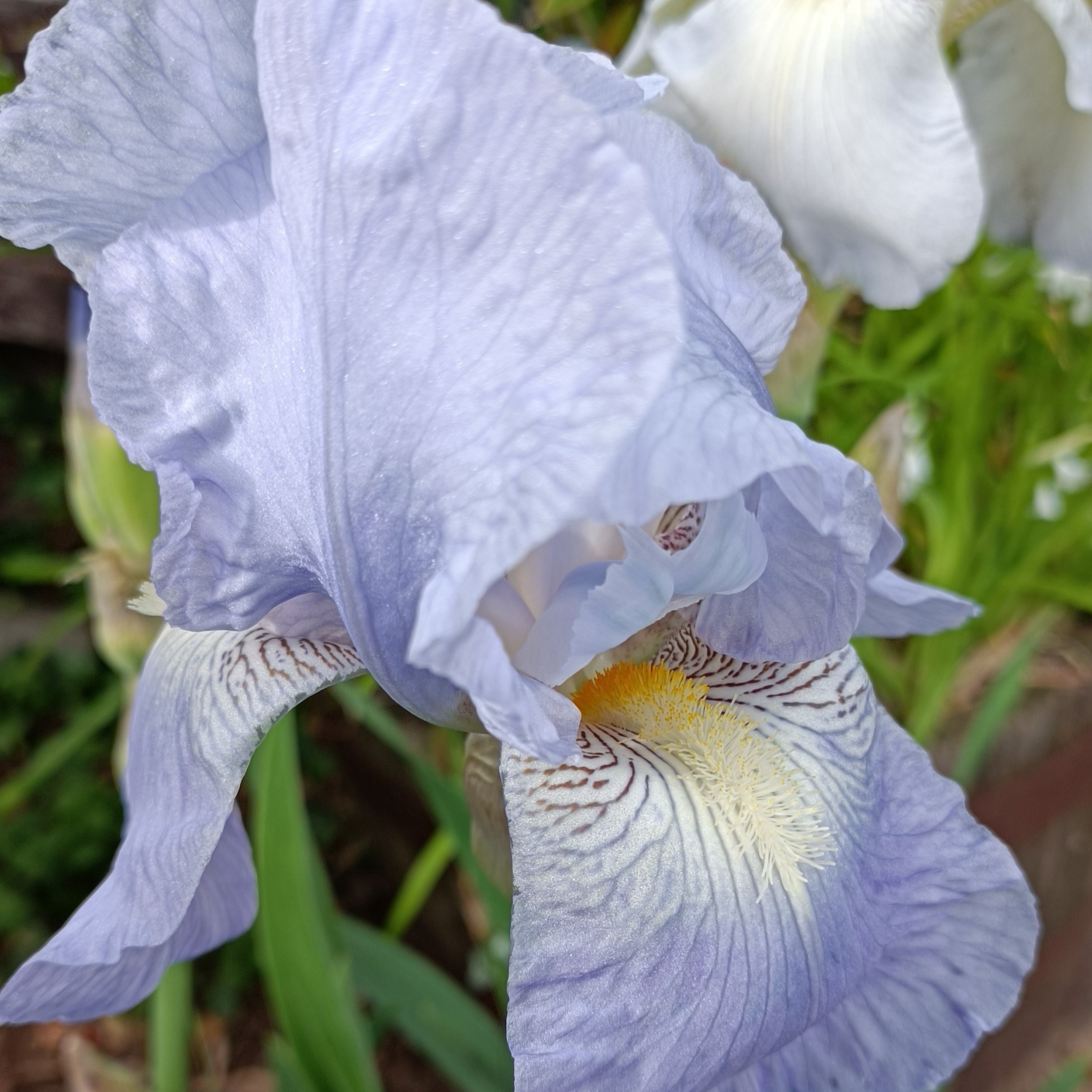 Iris germanica 'Jane Phillips'