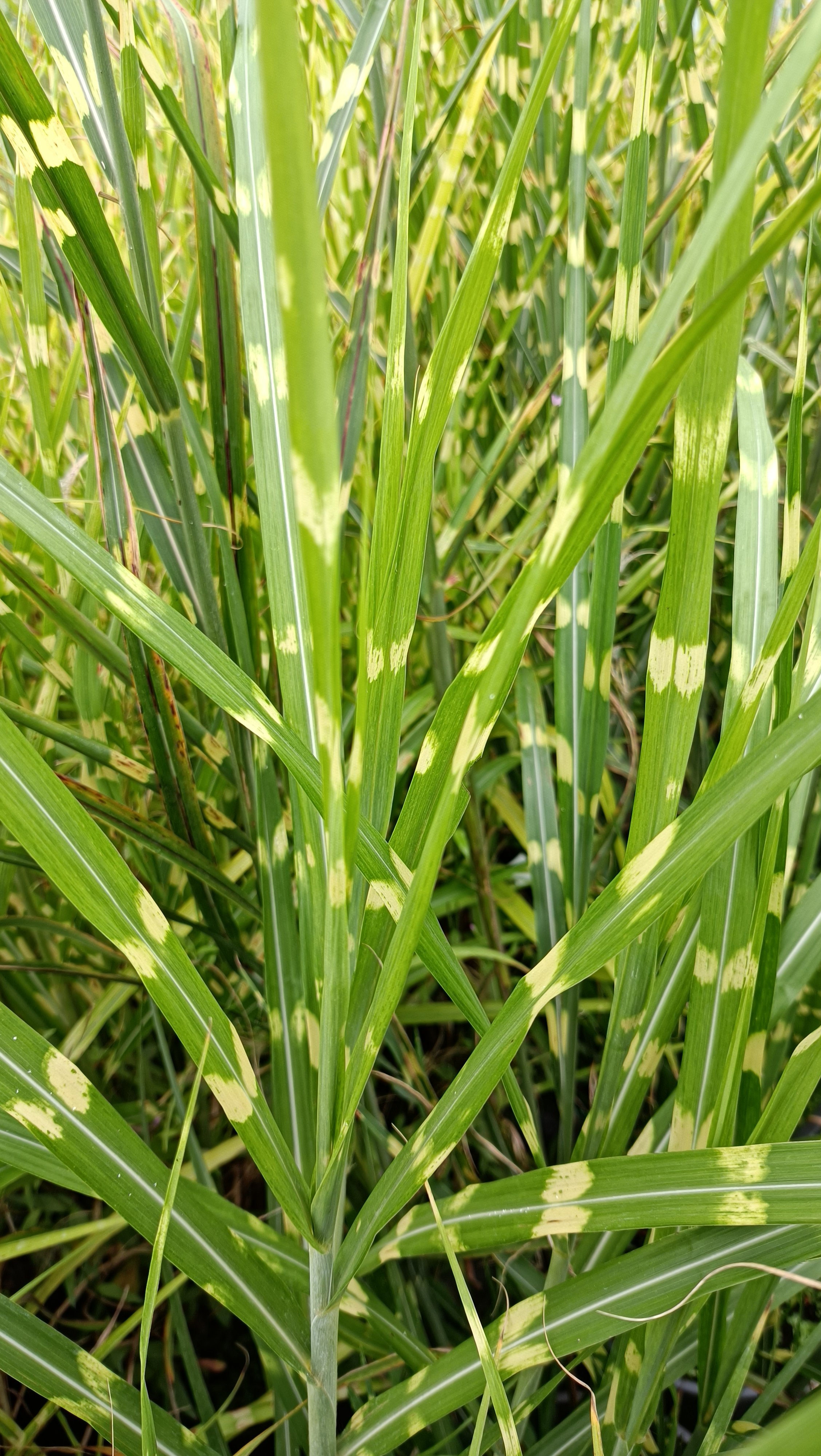 Miscanthus sinensis 'Zebrinus'  - 3Ltr Pots