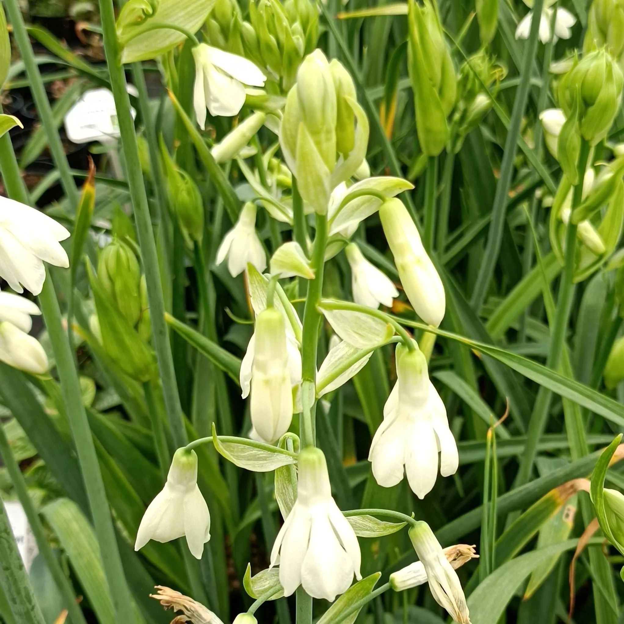 Galtonia Candicans - 3Ltr Pots