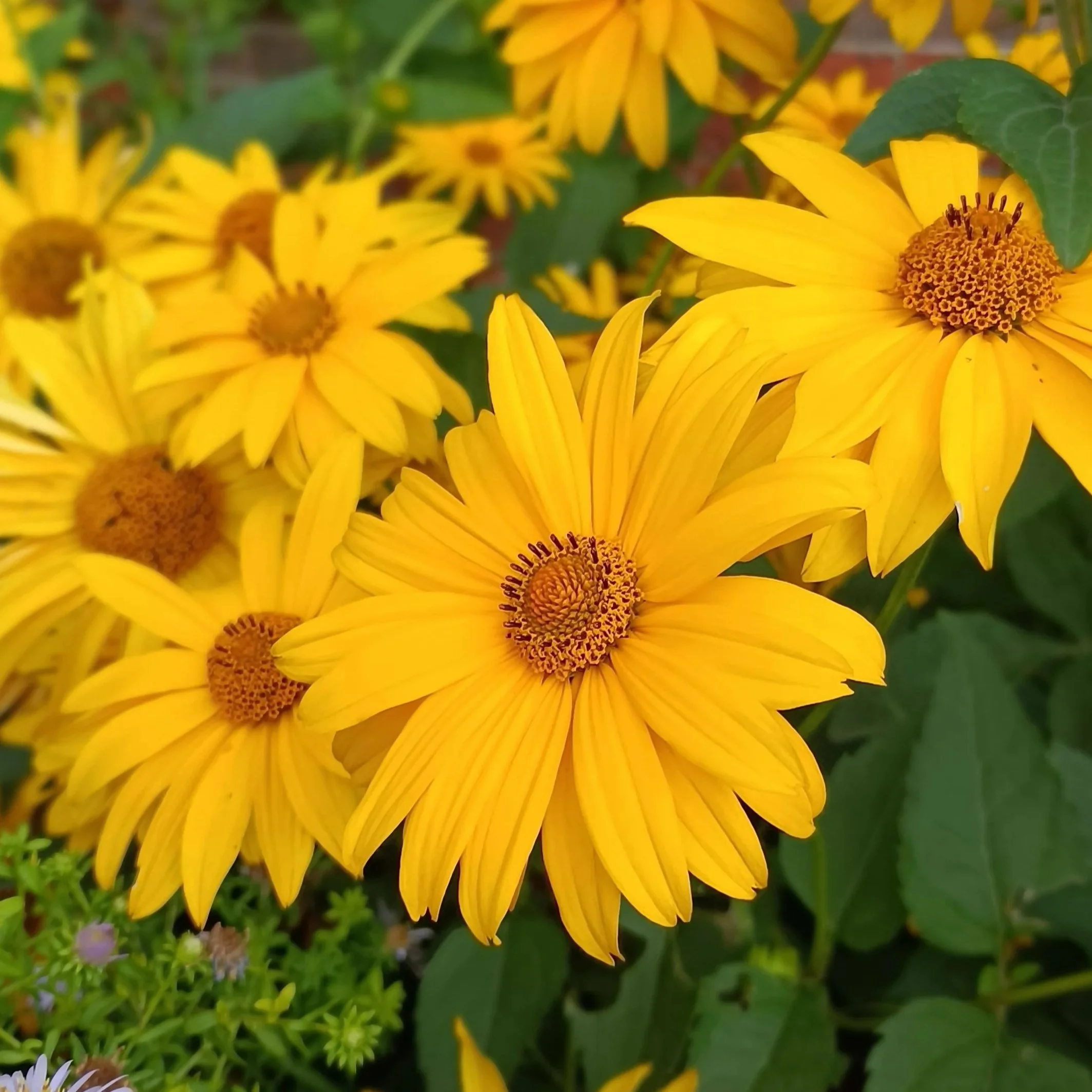 Rudbeckia 'Henry Eilers' - 3Ltr Pots