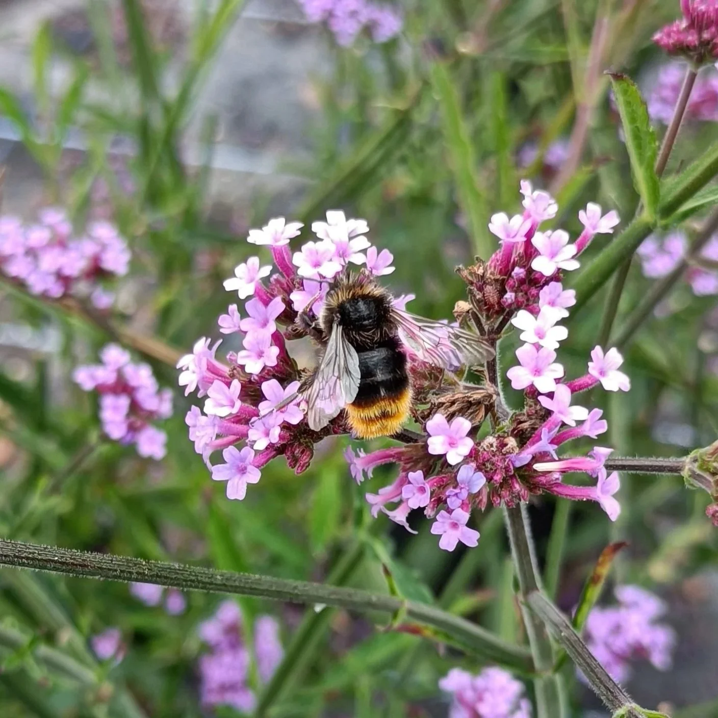 Verbena bonariensis Lollipop - 2Ltr Pots