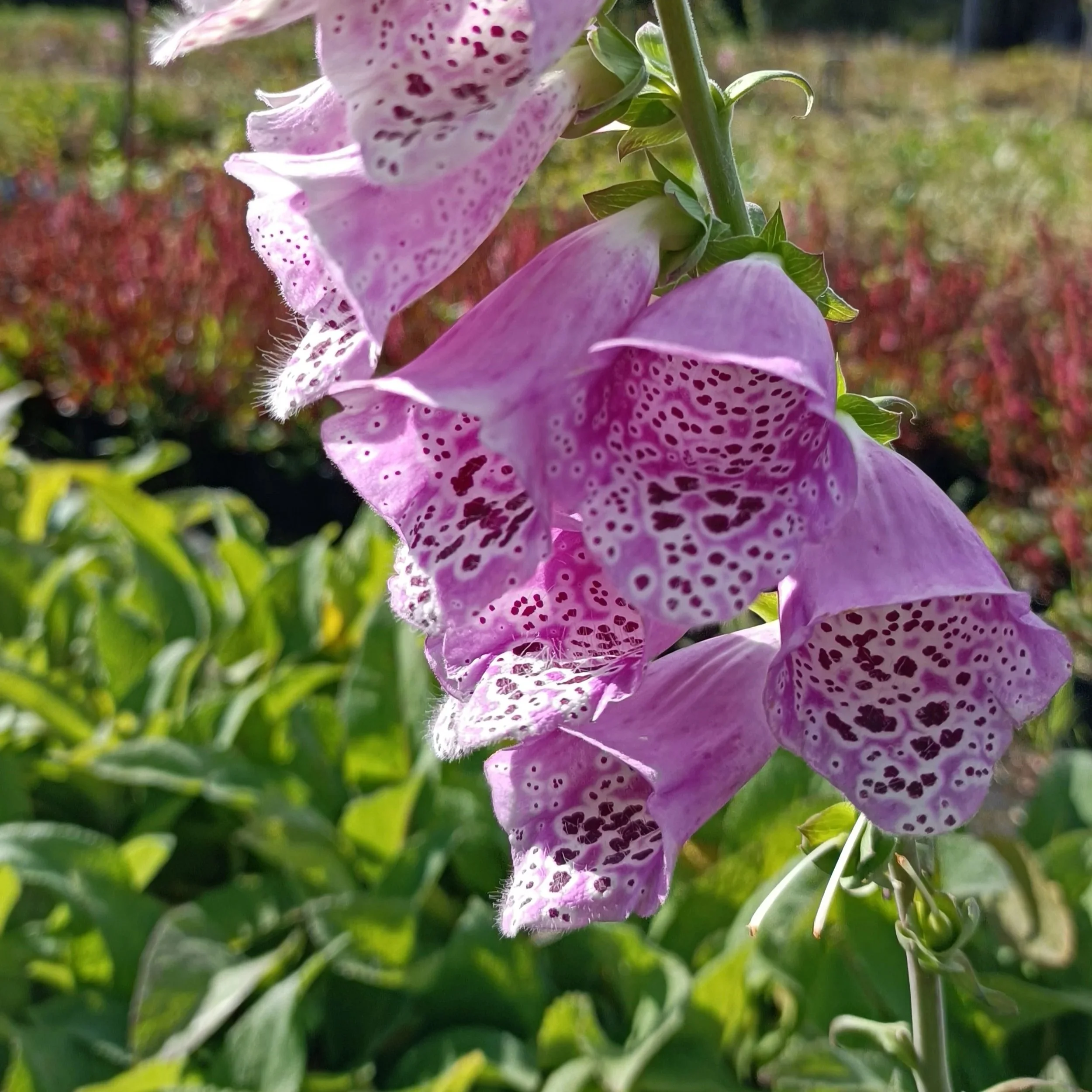 Digitalis purpurea - 3Ltr pots